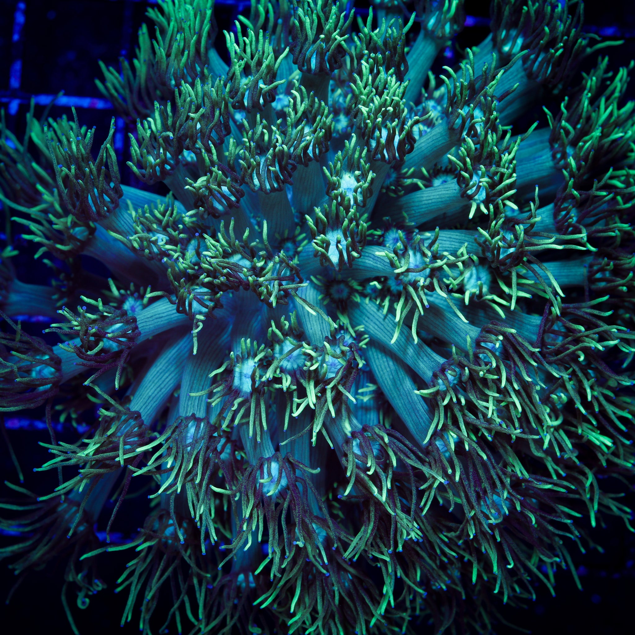 GREEN GONIOPORA COLONY