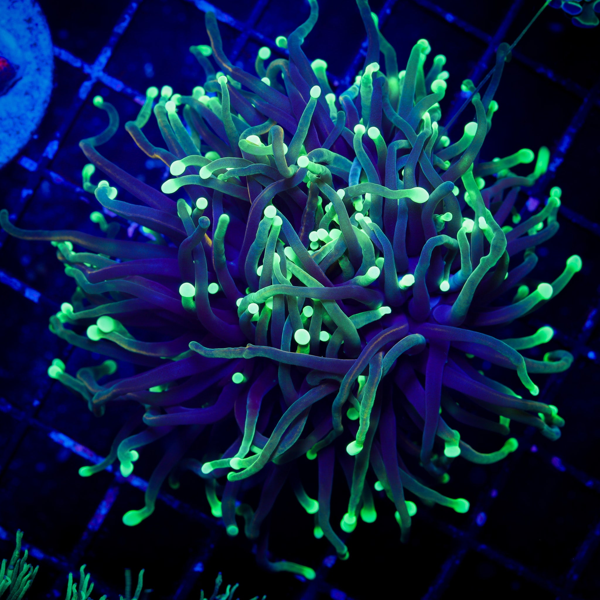 DRAGON SOUL GOLD TORCH