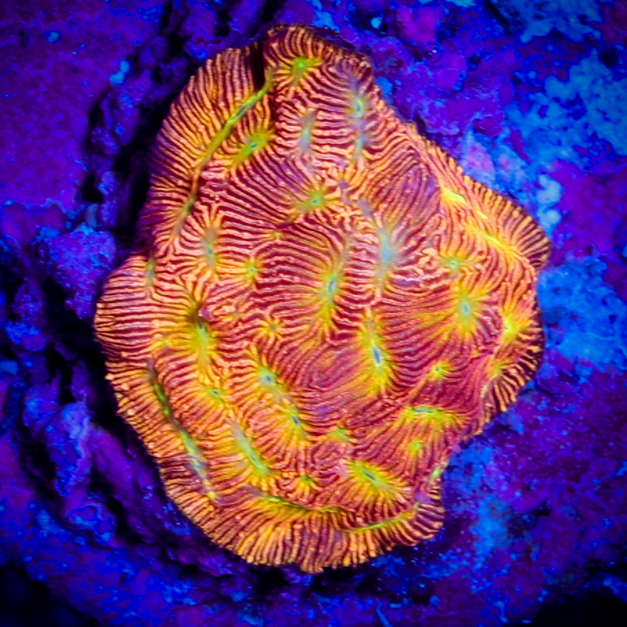 JF JACK O' LANTERN LEPTOSERIS