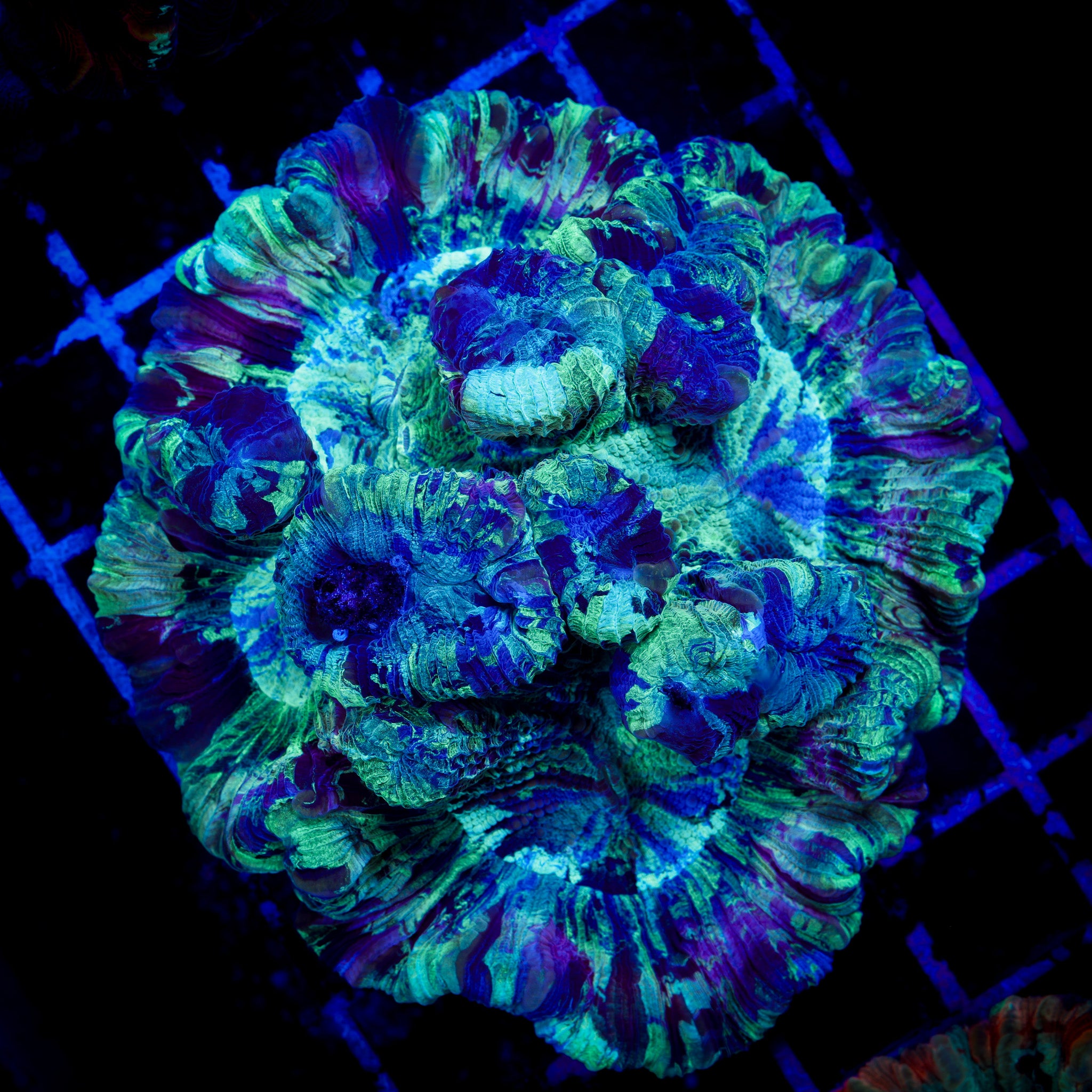 PURPLE INFUSION TRACHY