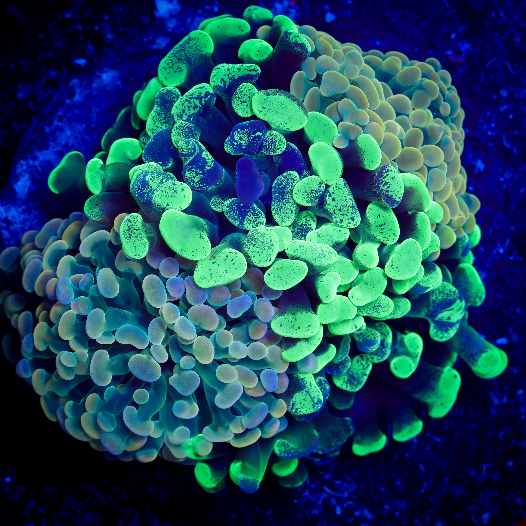 BRANCHING HAMMER GARDEN