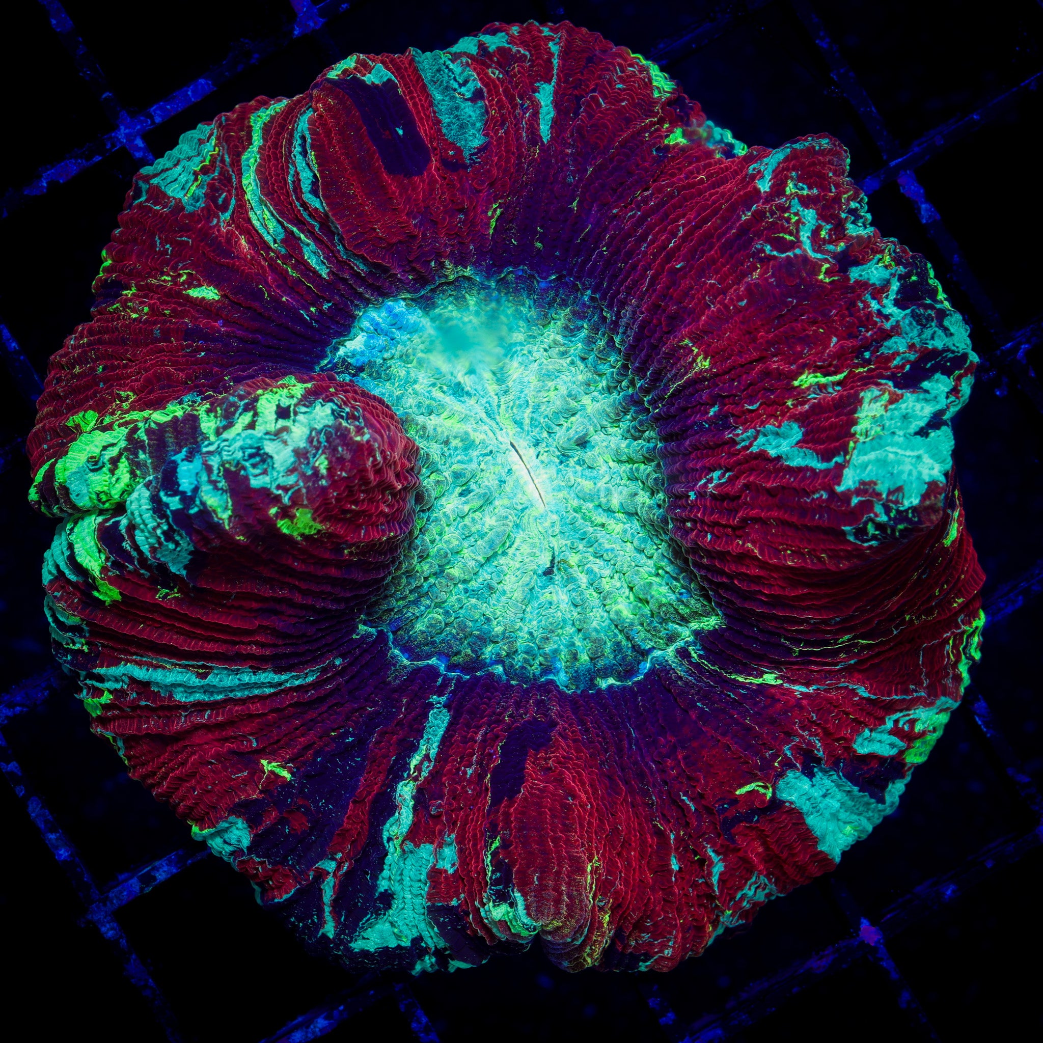 NUCLEAR BLAST TRACHY