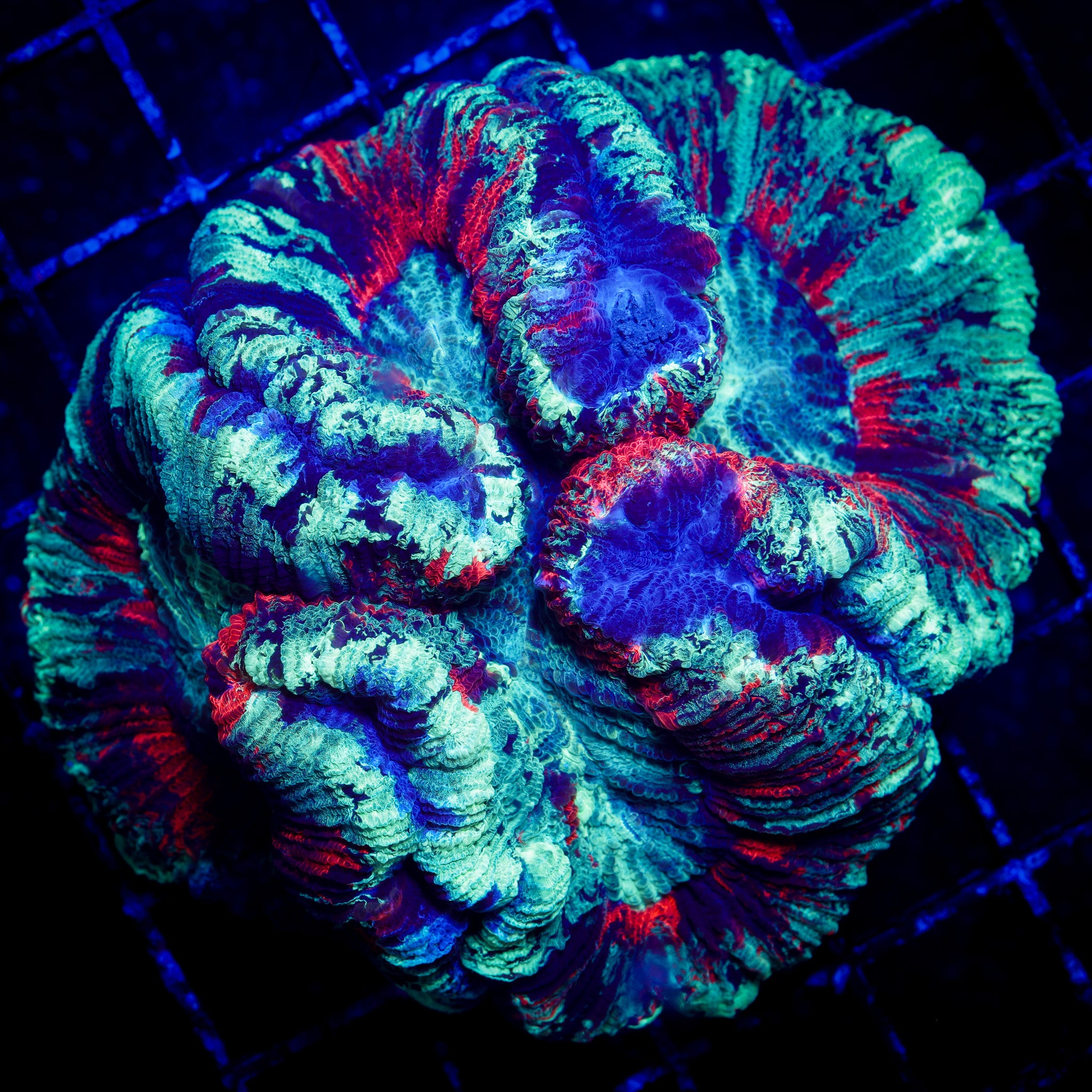 RAINBOW REACTOR TRACHY