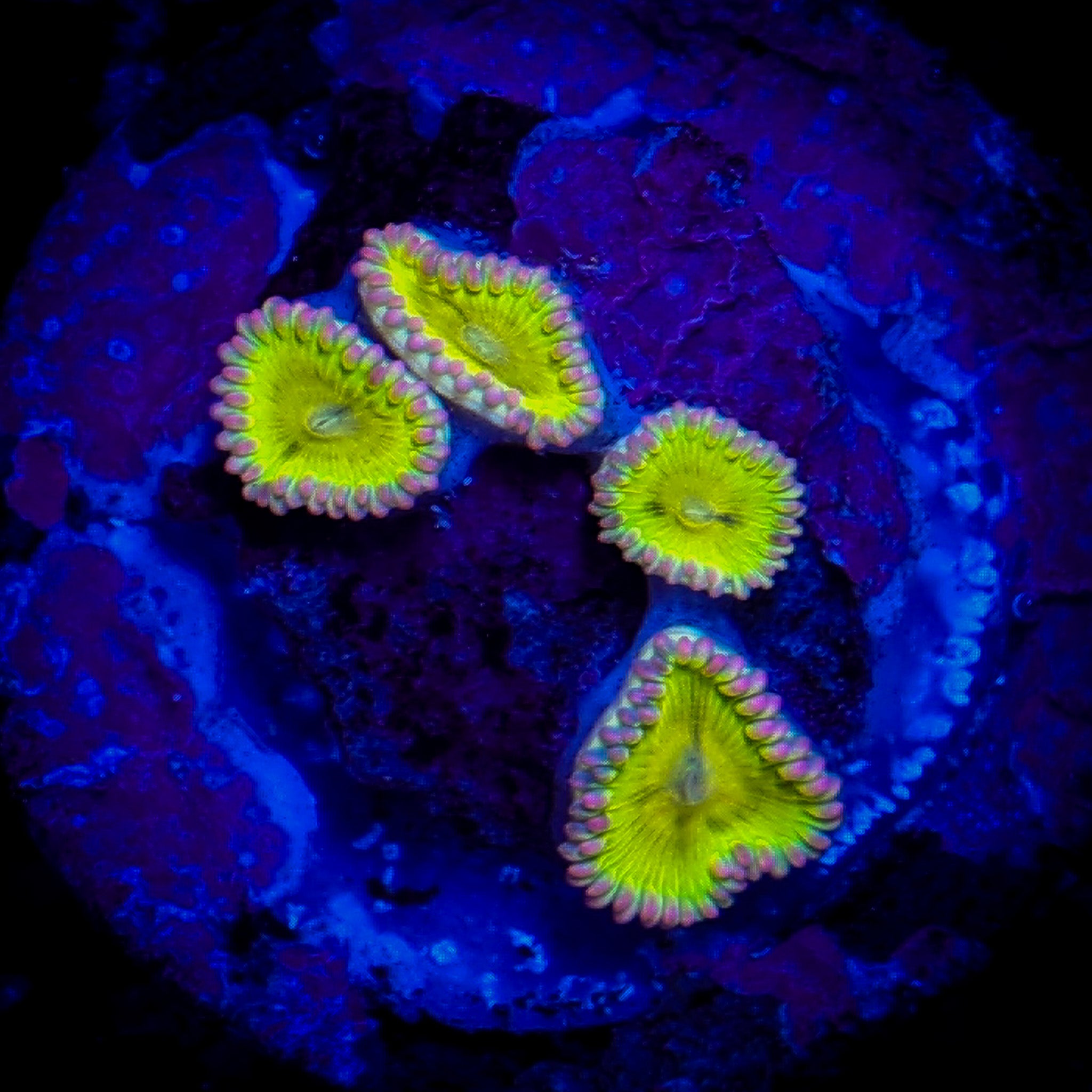 PINK RIM CHIQUITA ZOA