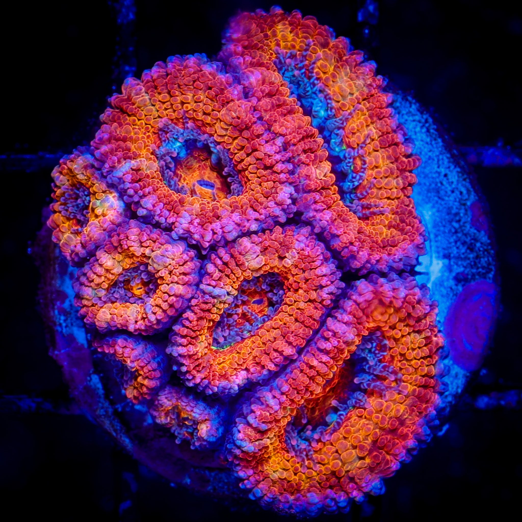 RAINBOW ACAN