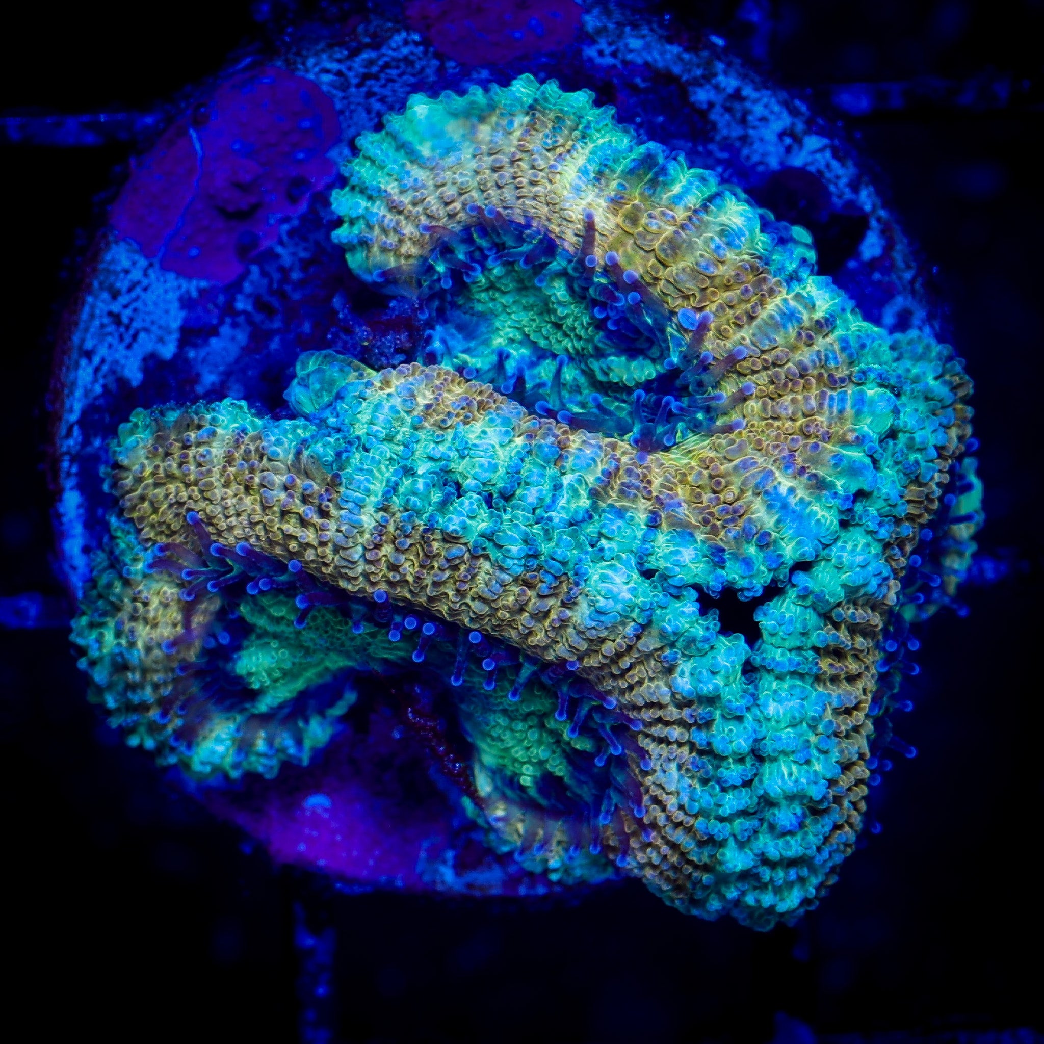 AQUA GOLD ULTRA ACAN