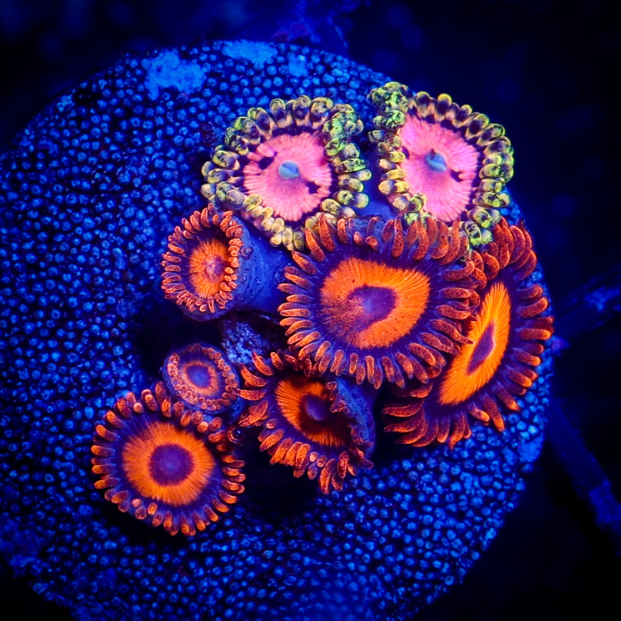 ORANGE OXIDE/PINK DIAMON ZOA COMBO