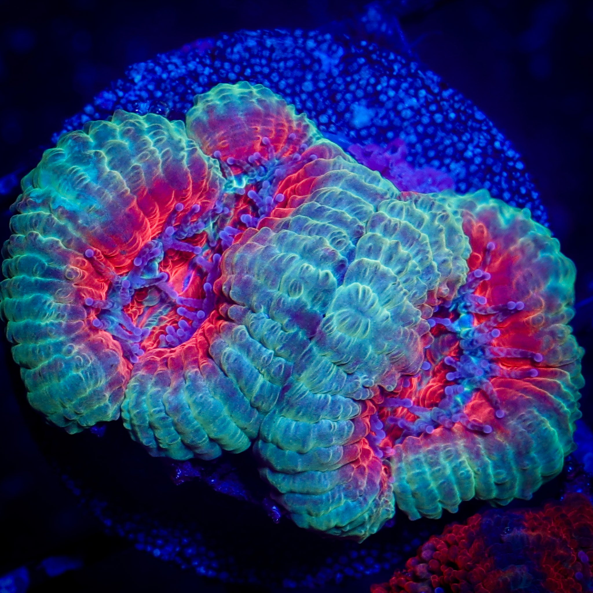 ICY HOT ULTRA ACAN
