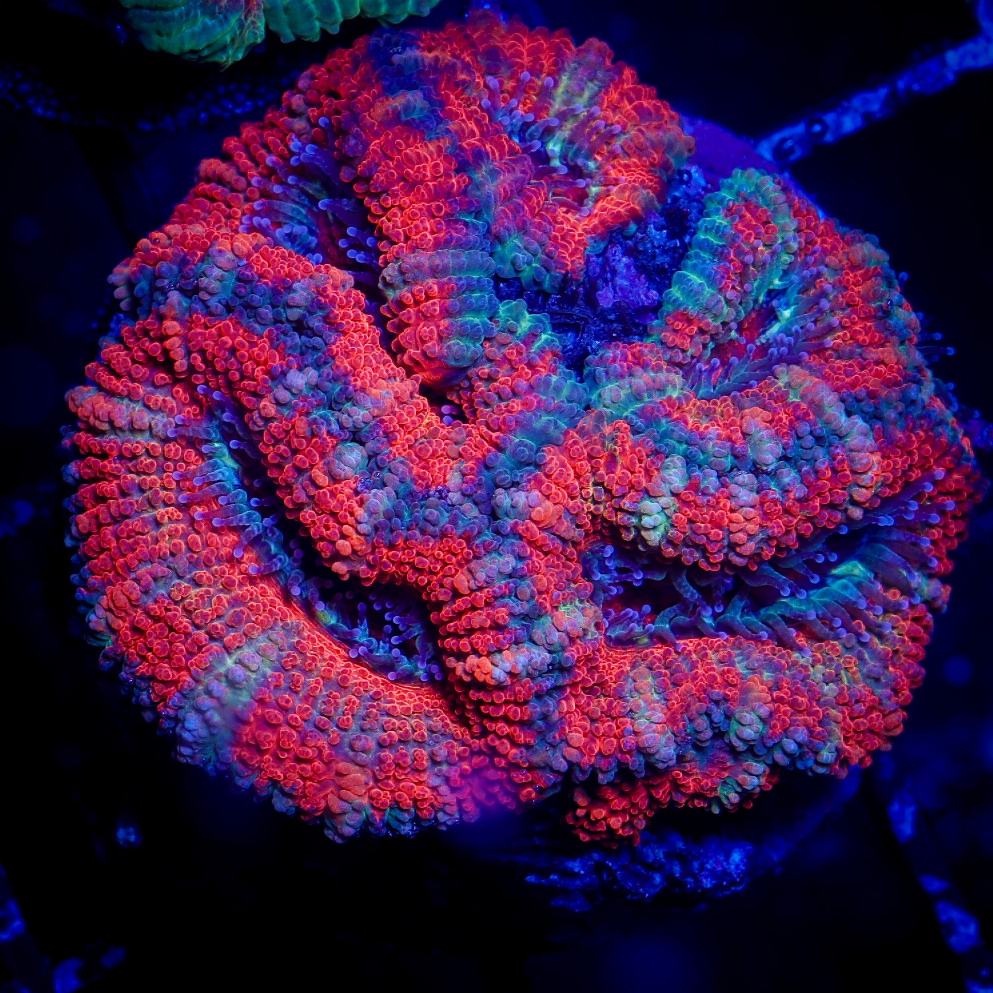 ULTRA RED ACAN