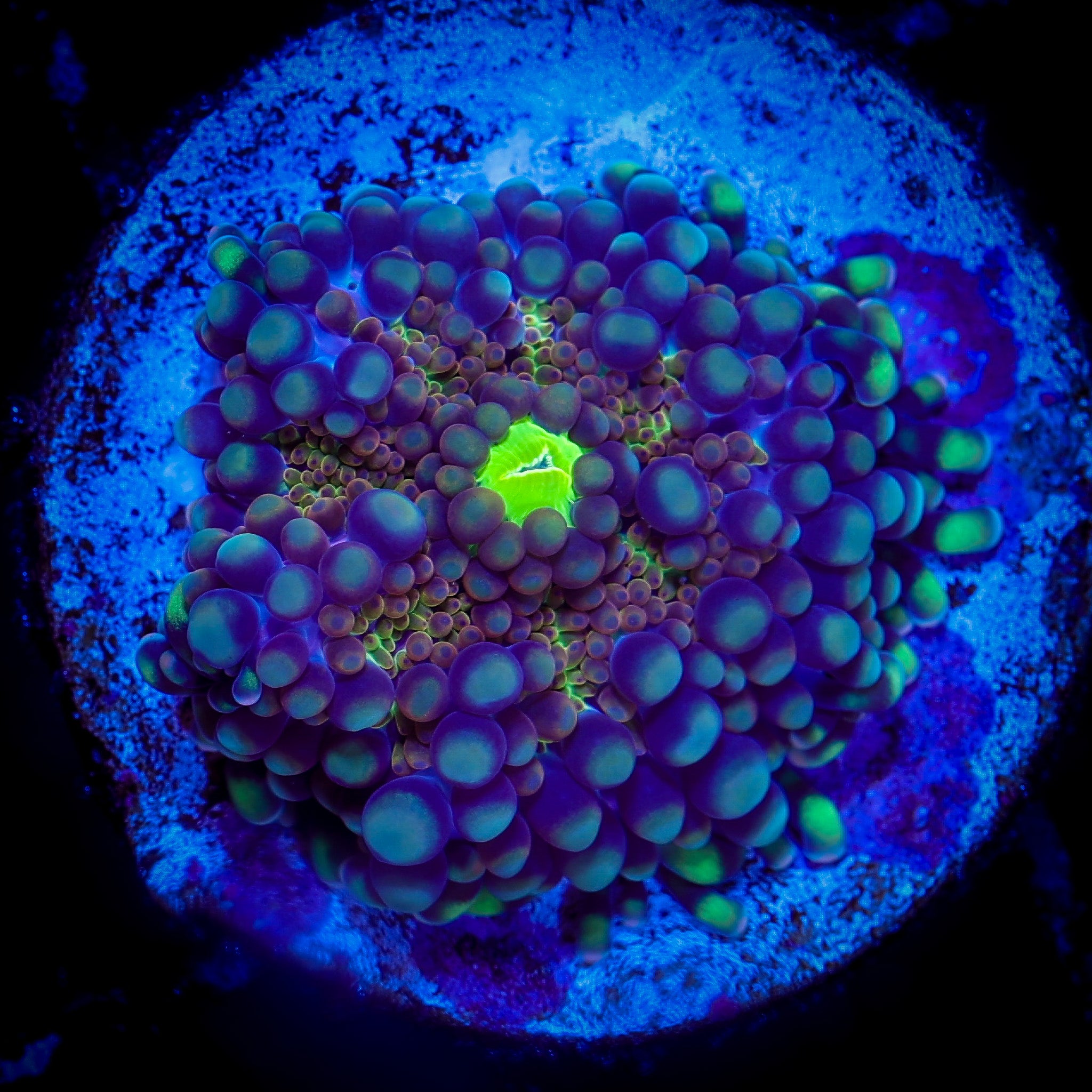 UNIQUE ECTO GLOW YUMA RICORDEA