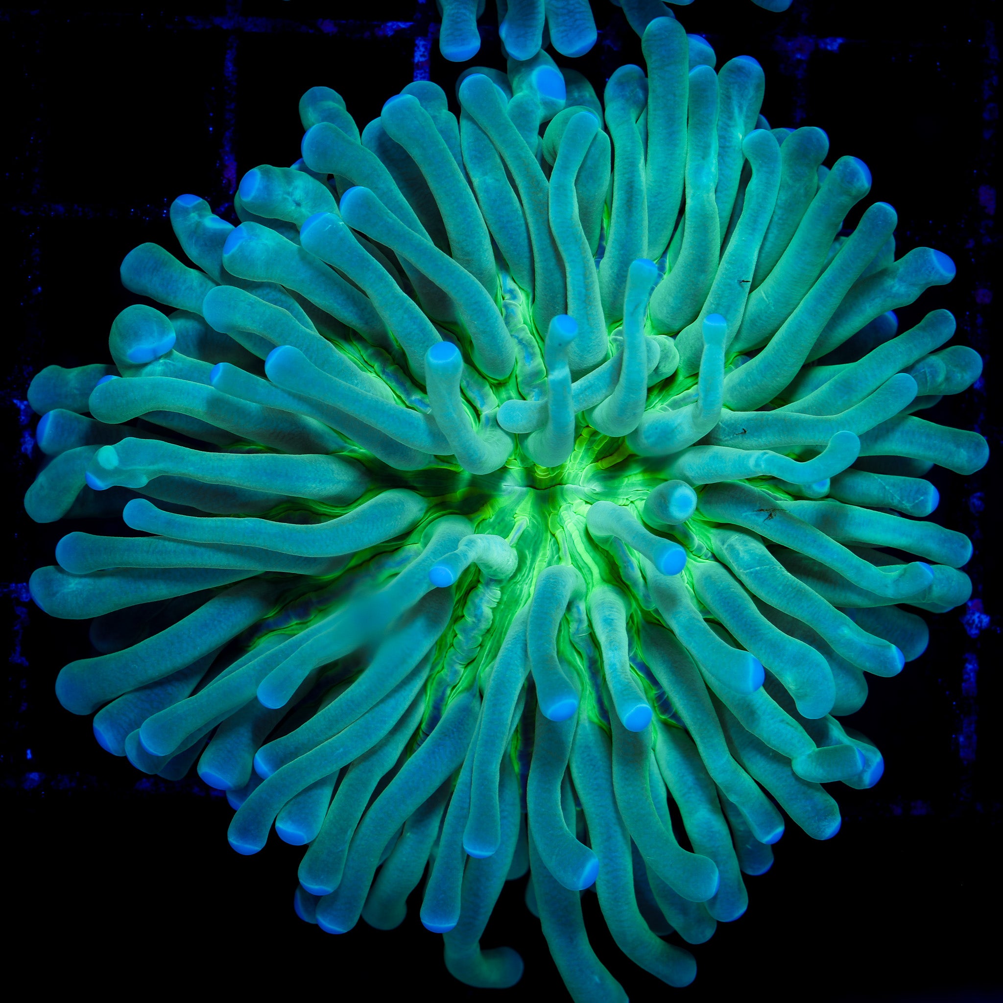 ULTRA AUSSIE HELIOFUNGIA