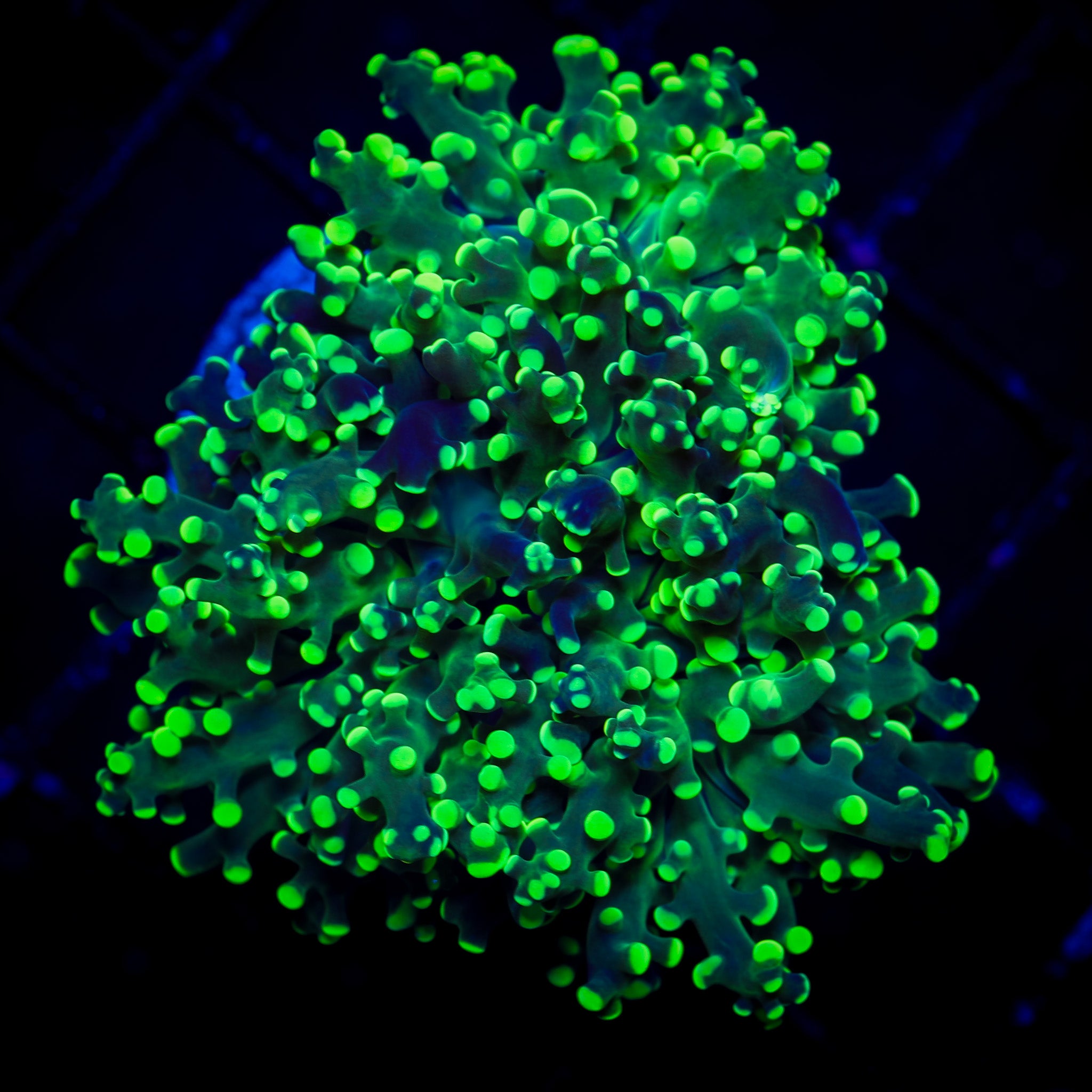 HIGHLIGHTER FROGSPAWN