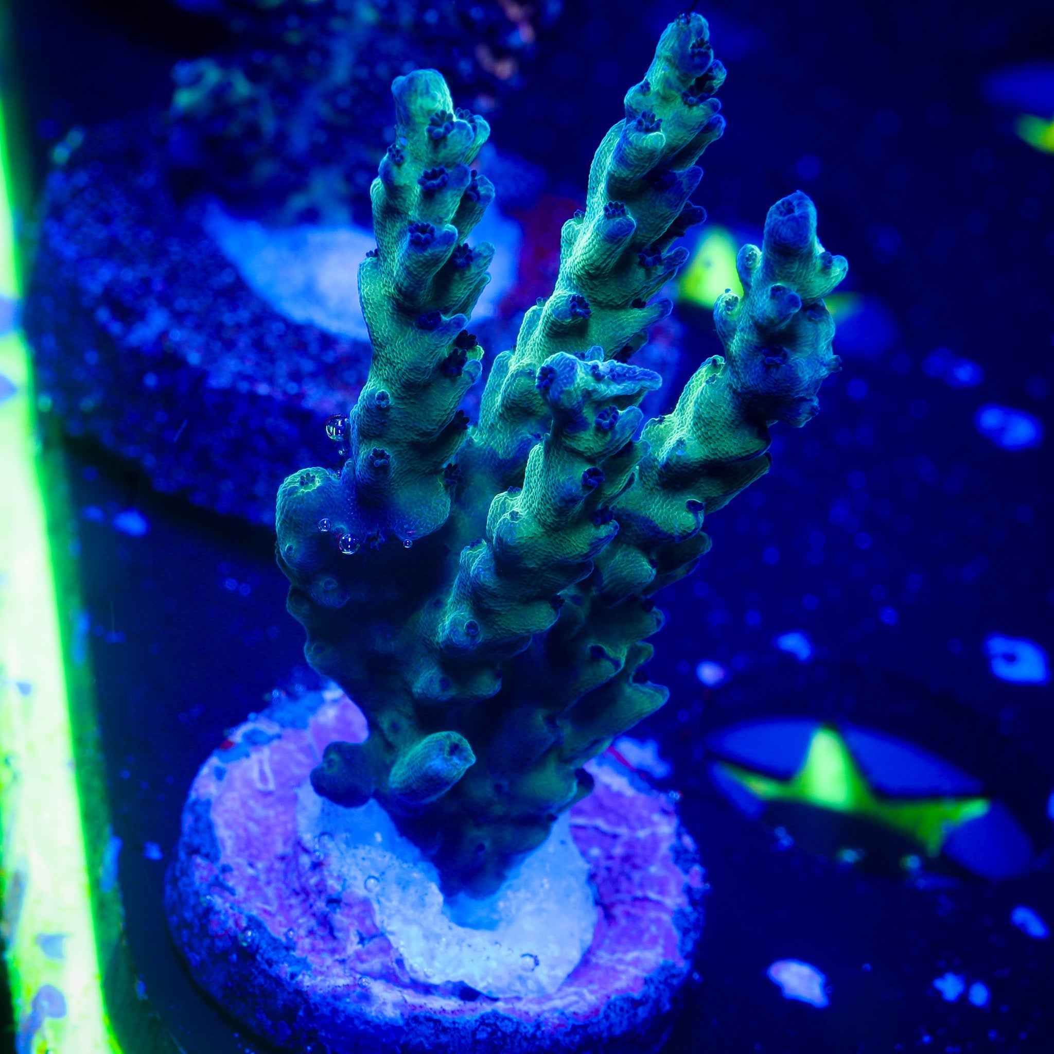 JF LEMONGRASS ACROPORA