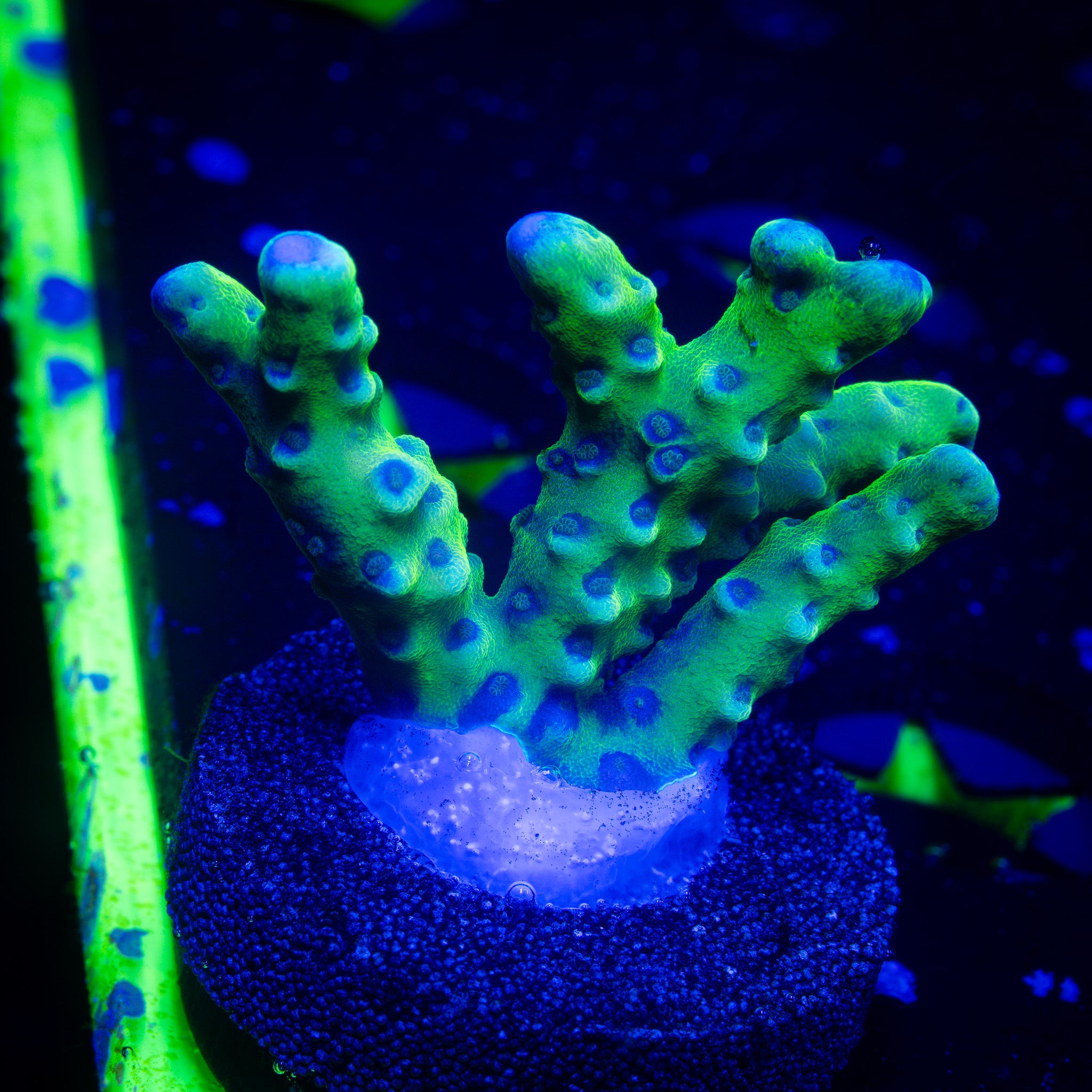 GOLDENROD ANACROPORA