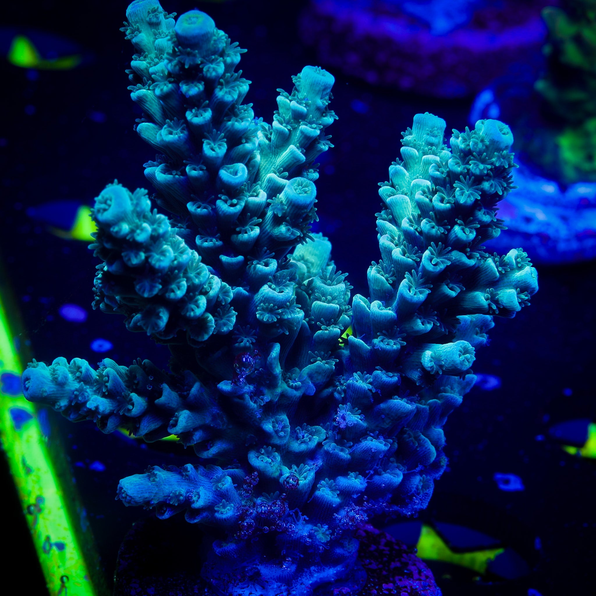 ELECTRIC BLUE ACROPORA TENUIS