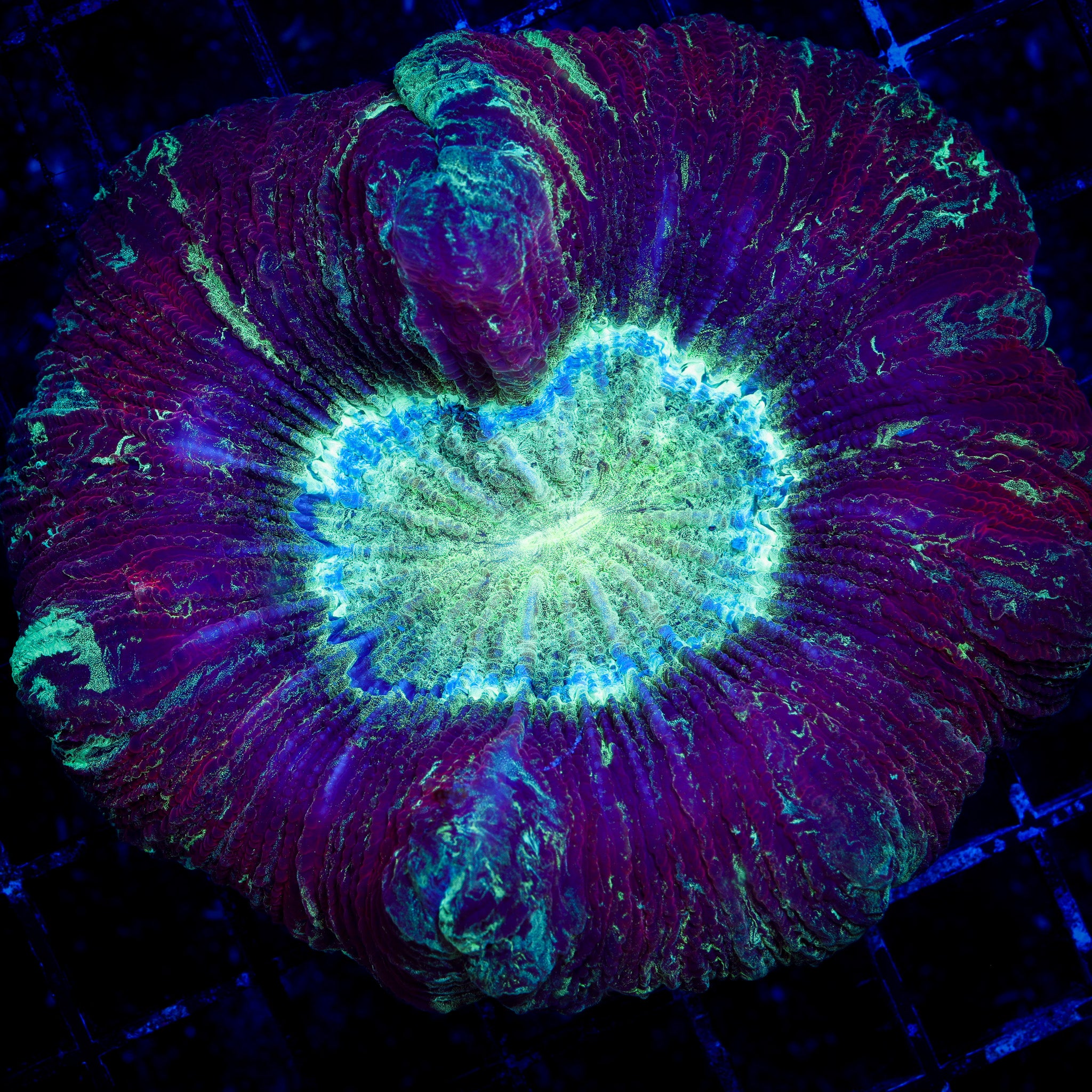 NUCLEAR BLAST TRACHY