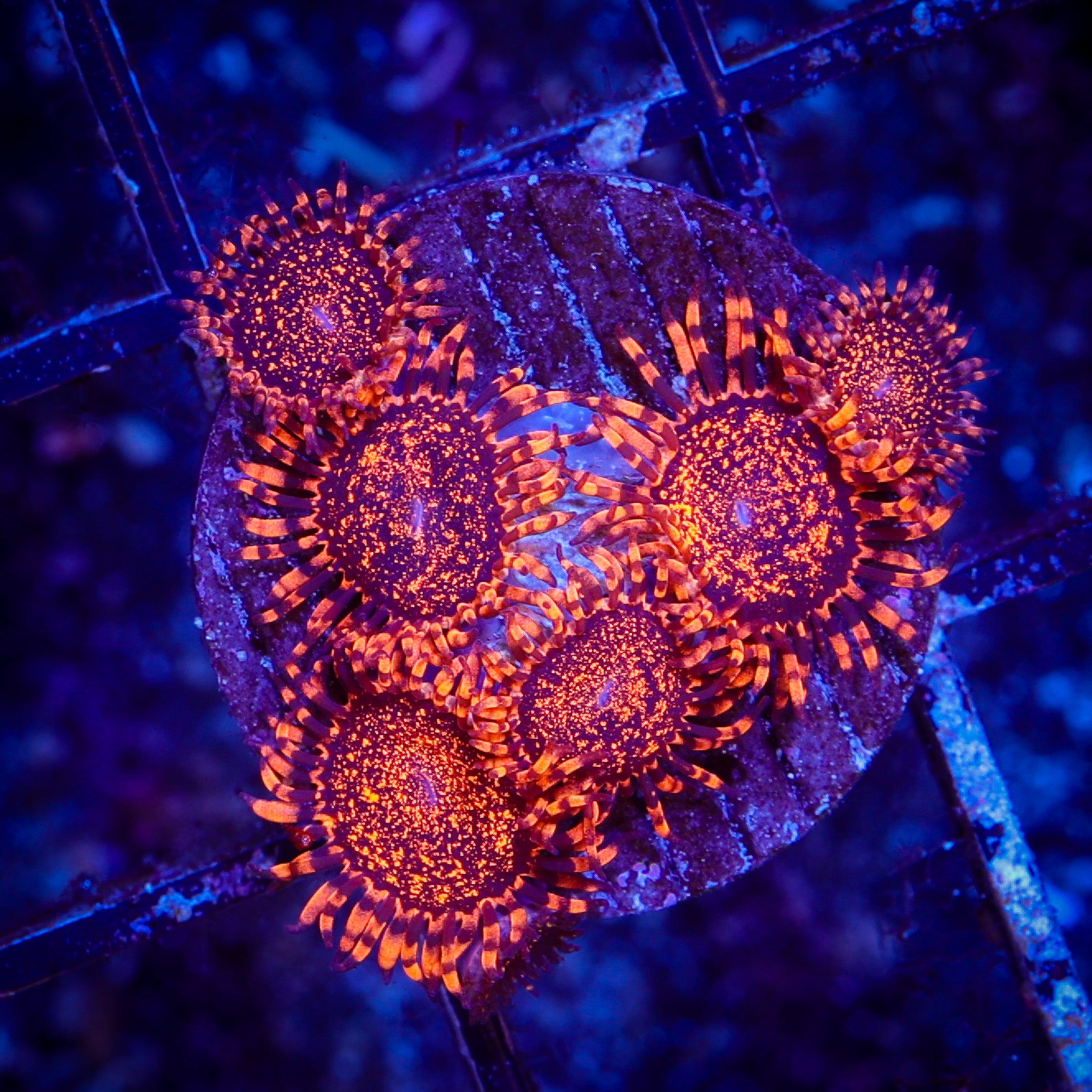 NIGHTMARE ZOA