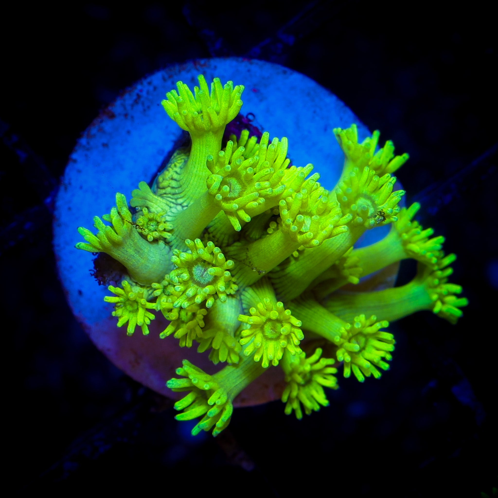 HIGH LIGHTER GONIOPORA