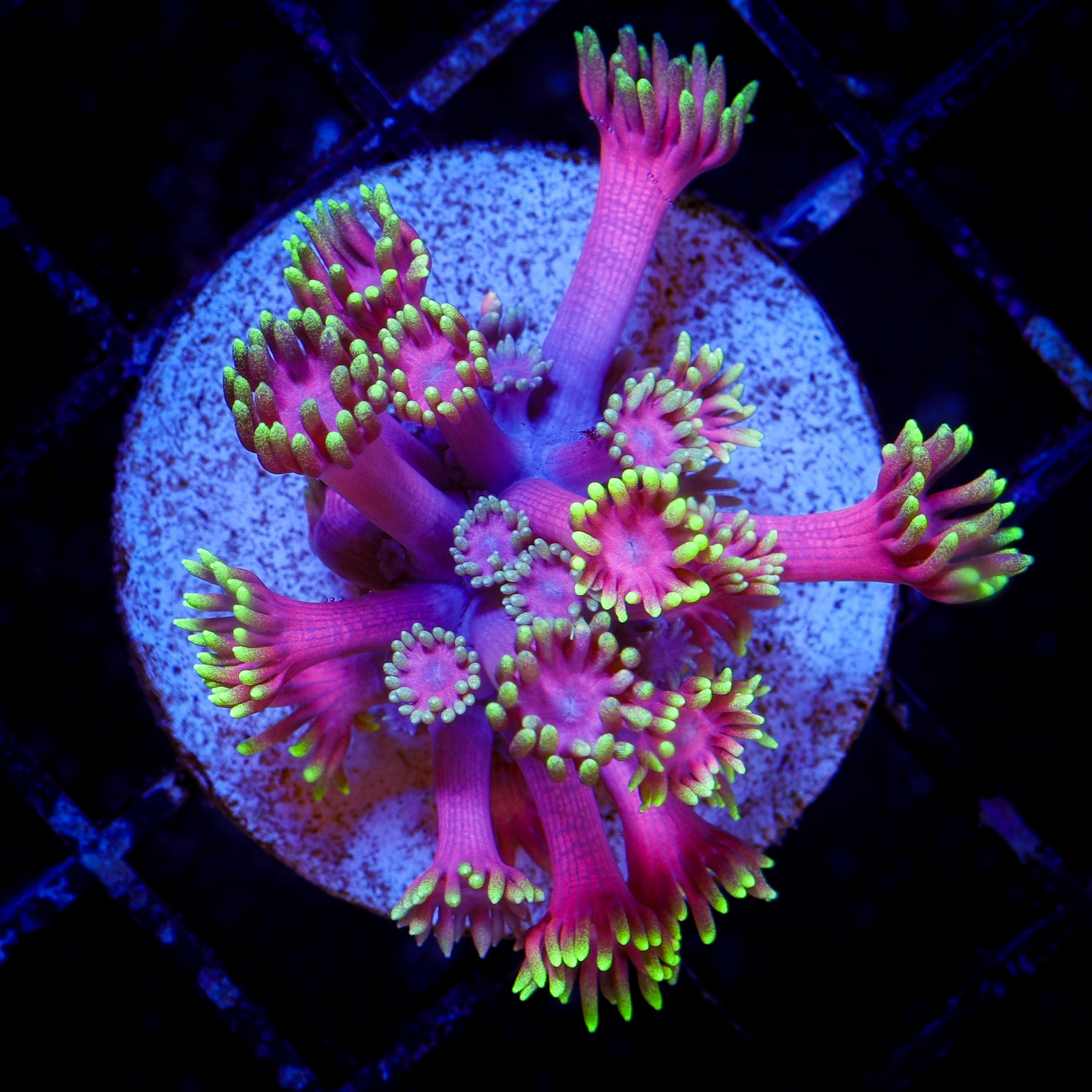 HOLLYWOOD KNIGHTS GONIOPORA