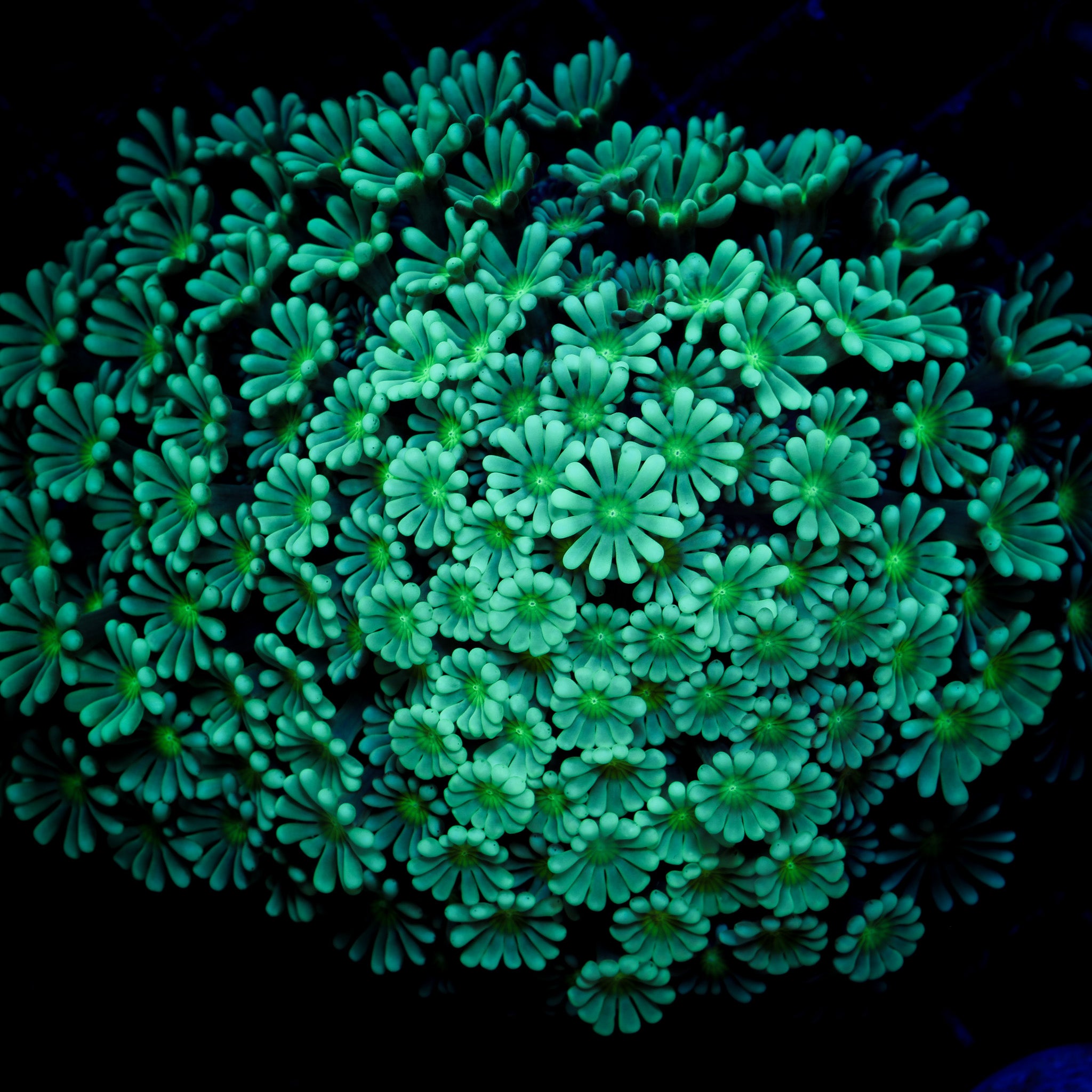 DAISY ALVEOPORA COLONY
