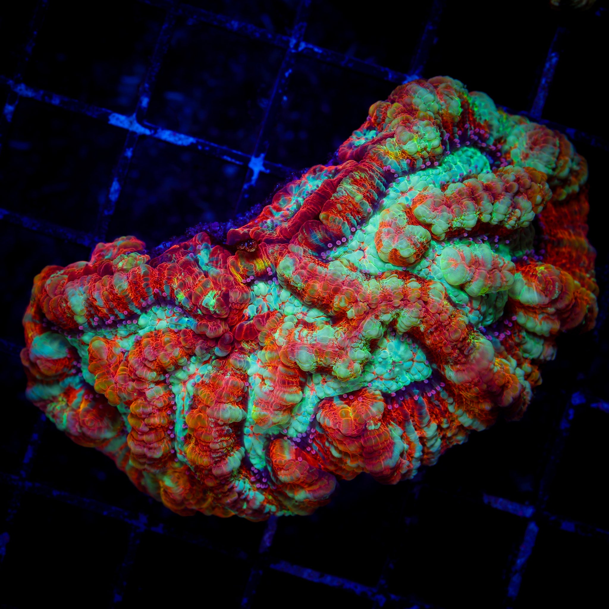 JAWBREAKER WILSONI CORAL