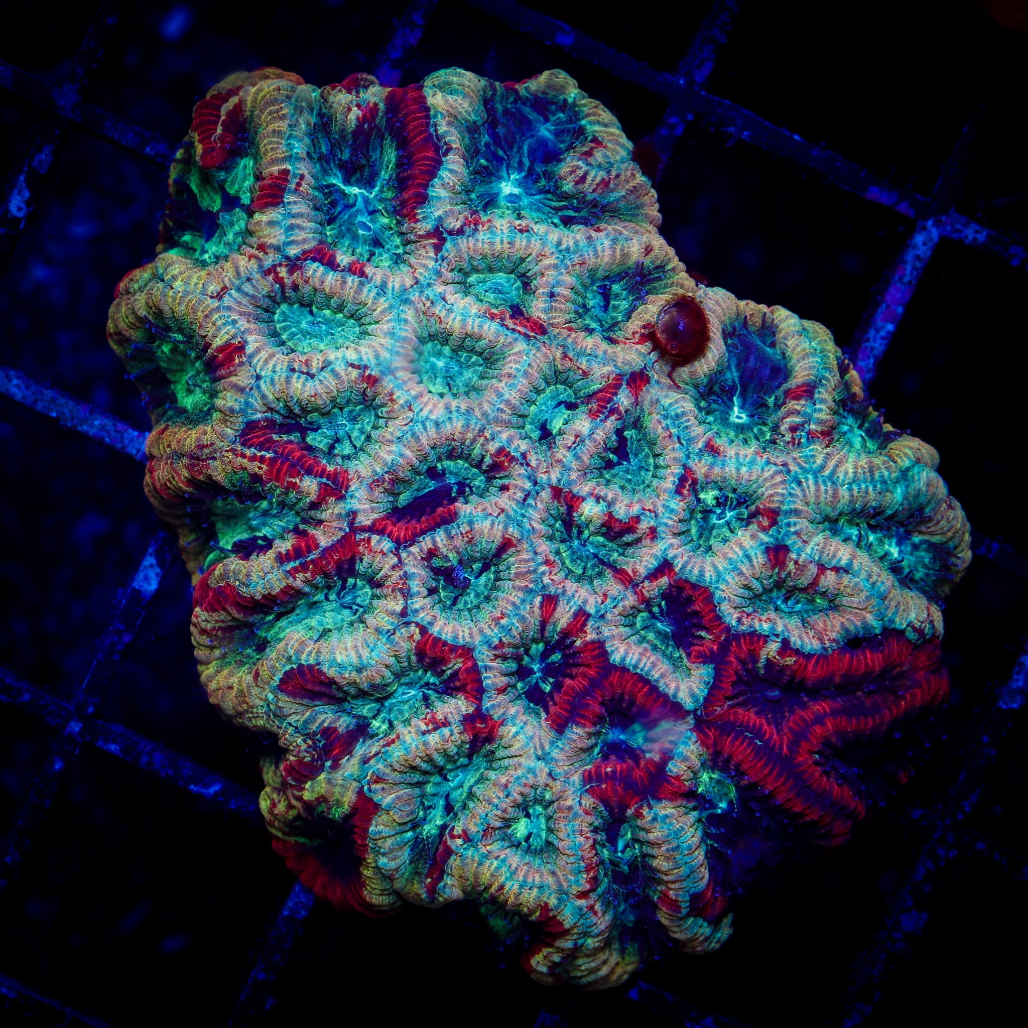 INSANE GRAFTED MICROMUSA