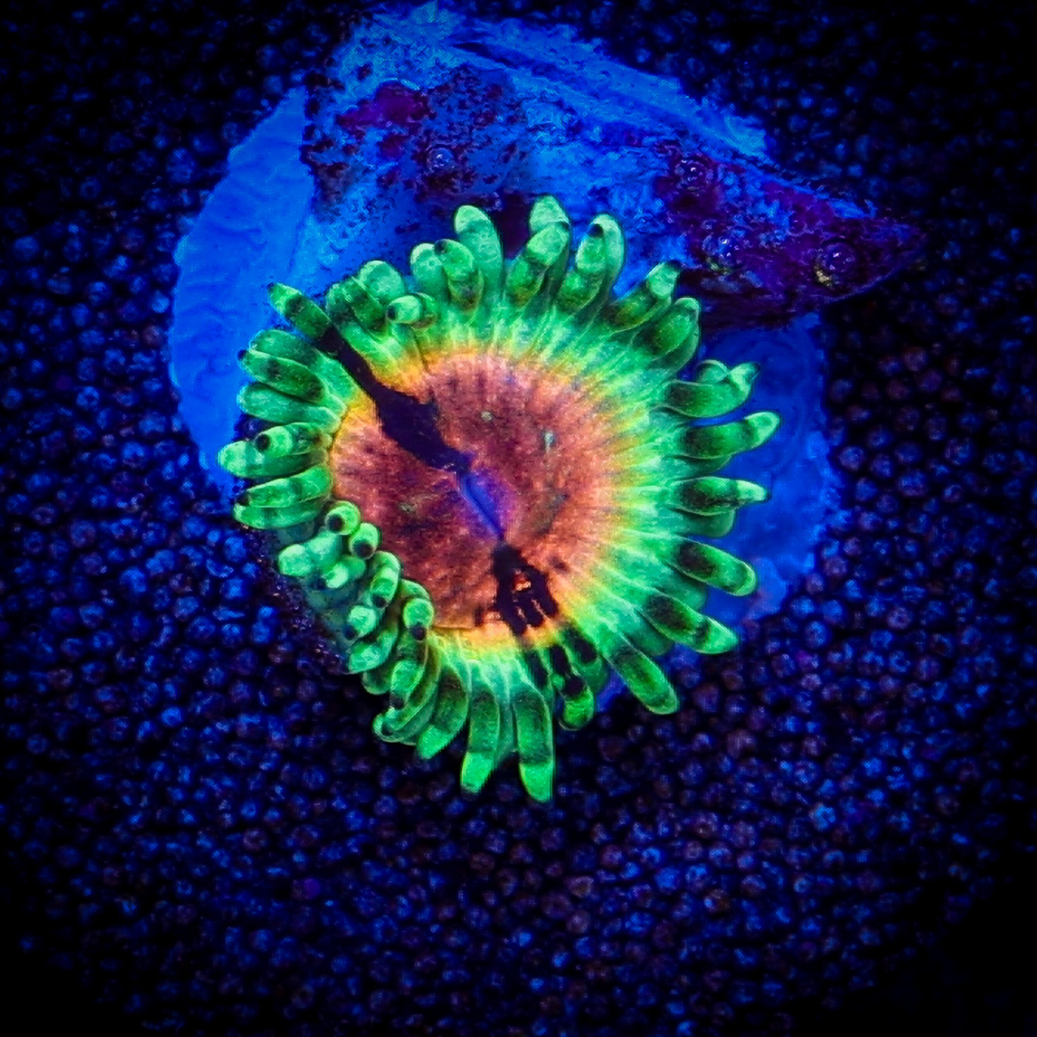 JF BLOODSHOT ZOA