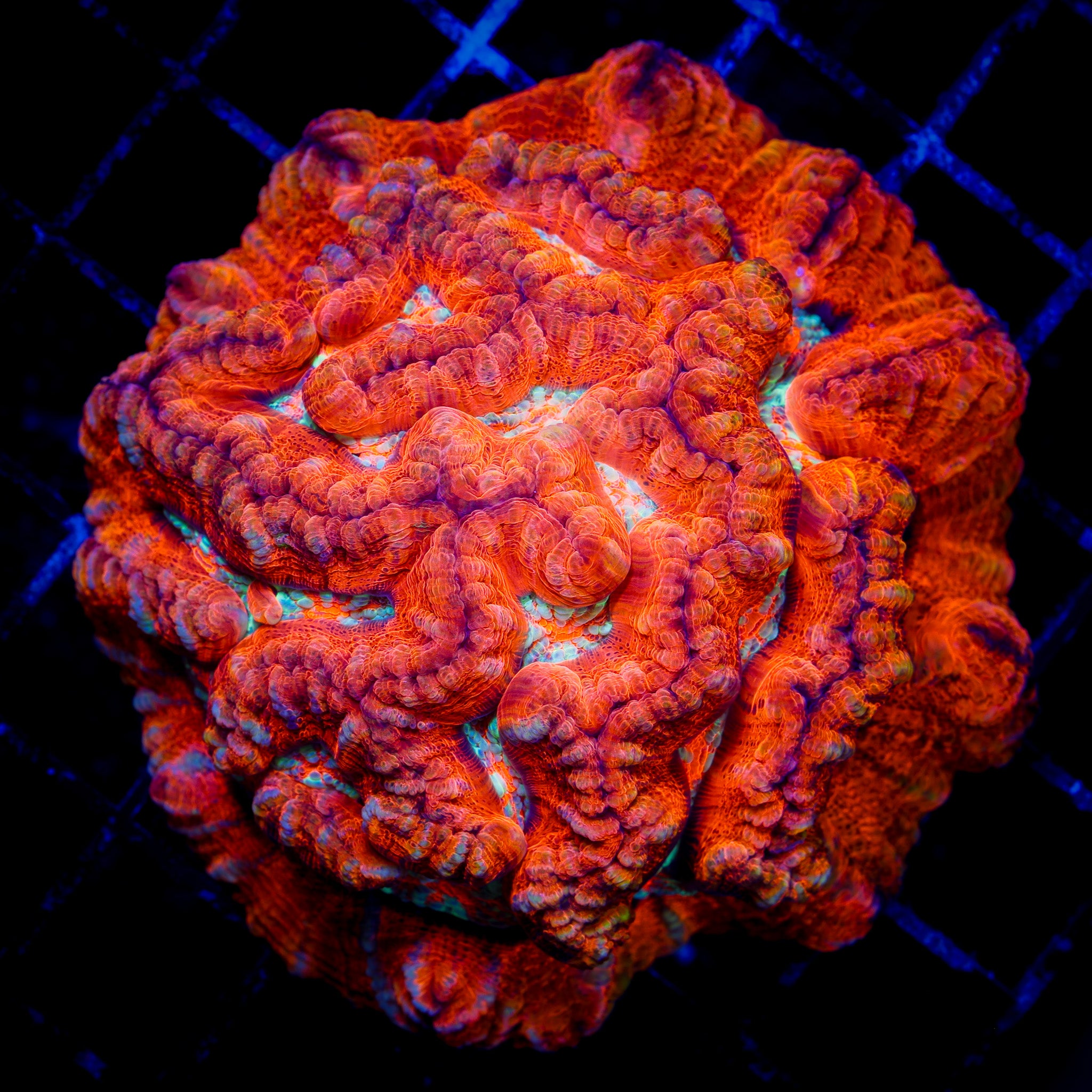 ULTRA RAINBOW WILSONI CORAL