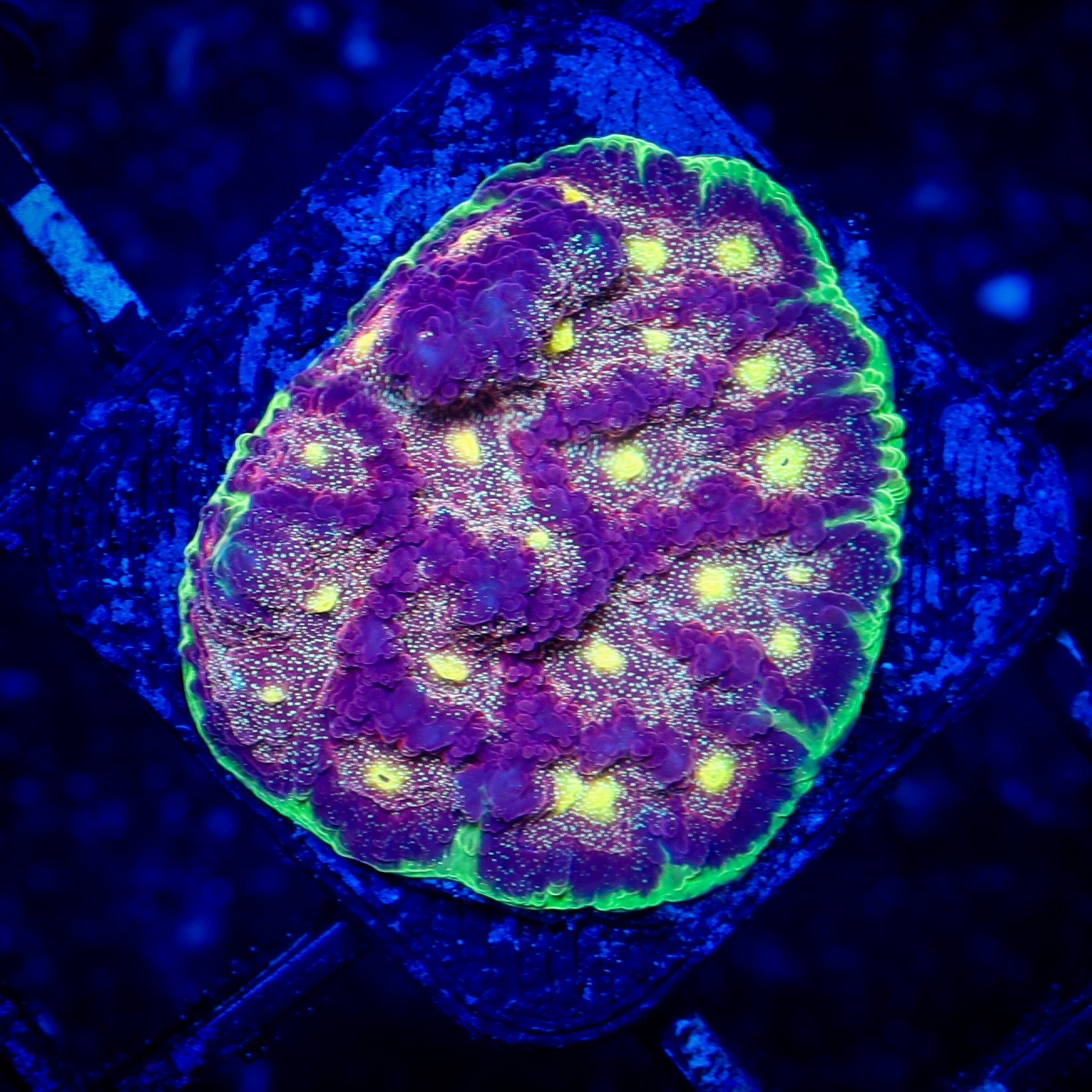 HALLUCINATION FAVITES