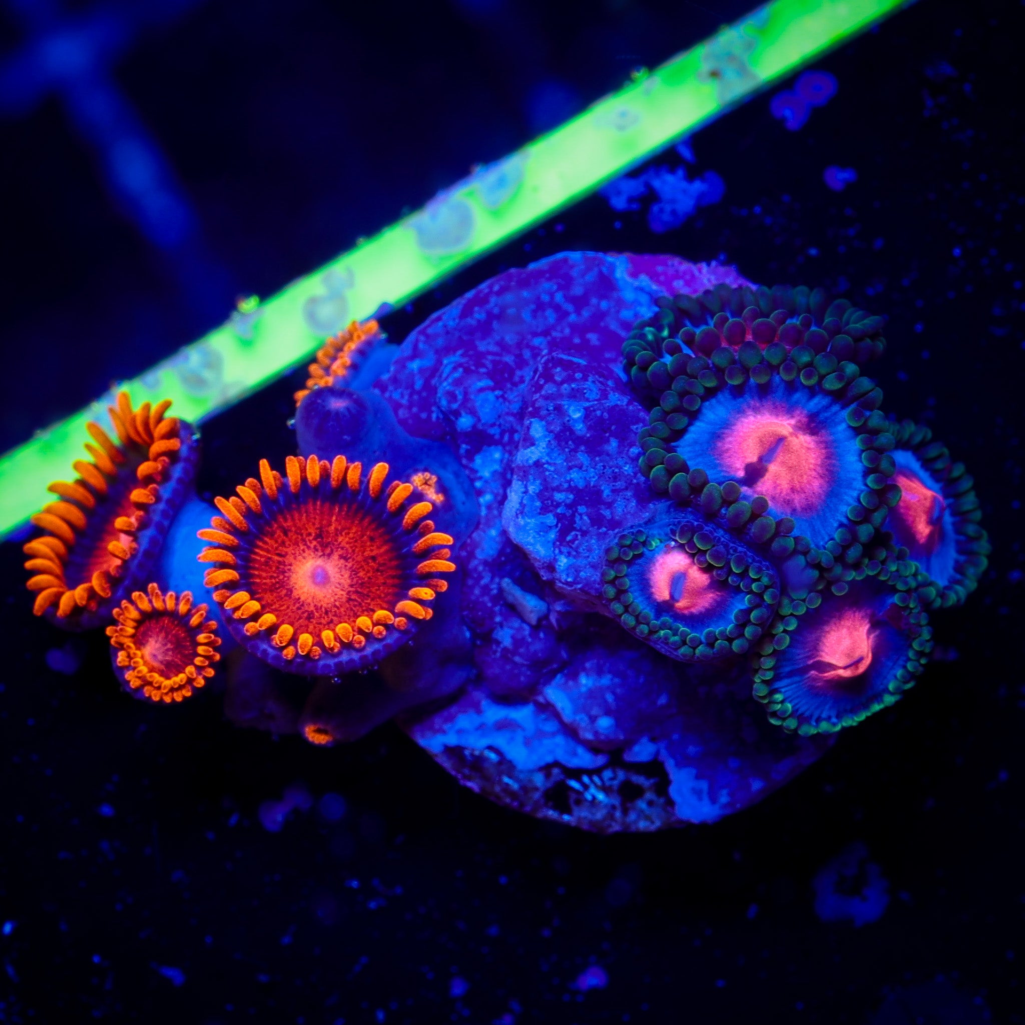 MIAMI VICE/ BAM BAM ZOA COMBO