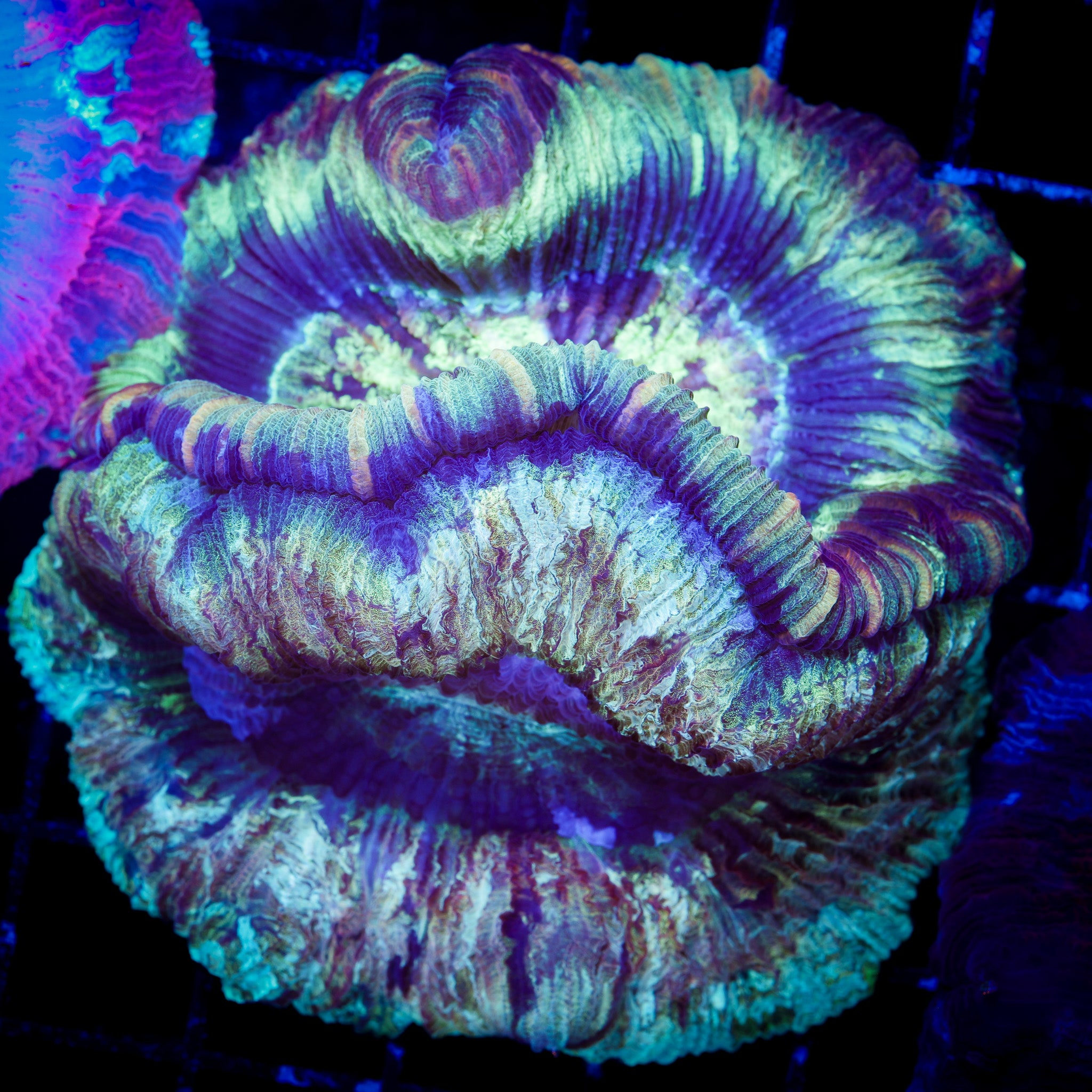 DOUBLE HEADED RAINBOW TRACHY