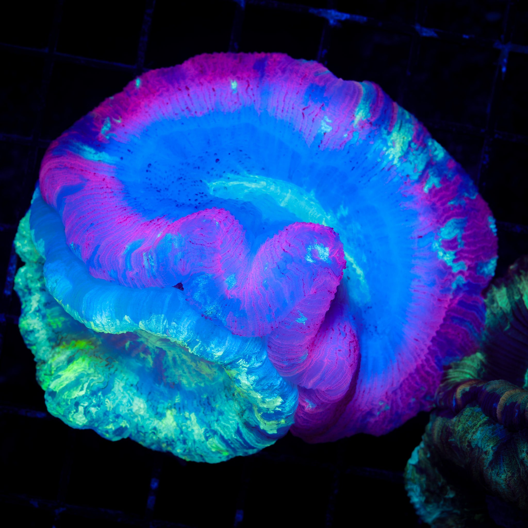 DOUBLE HEADED COTTON CANDY/NEON TRACHY