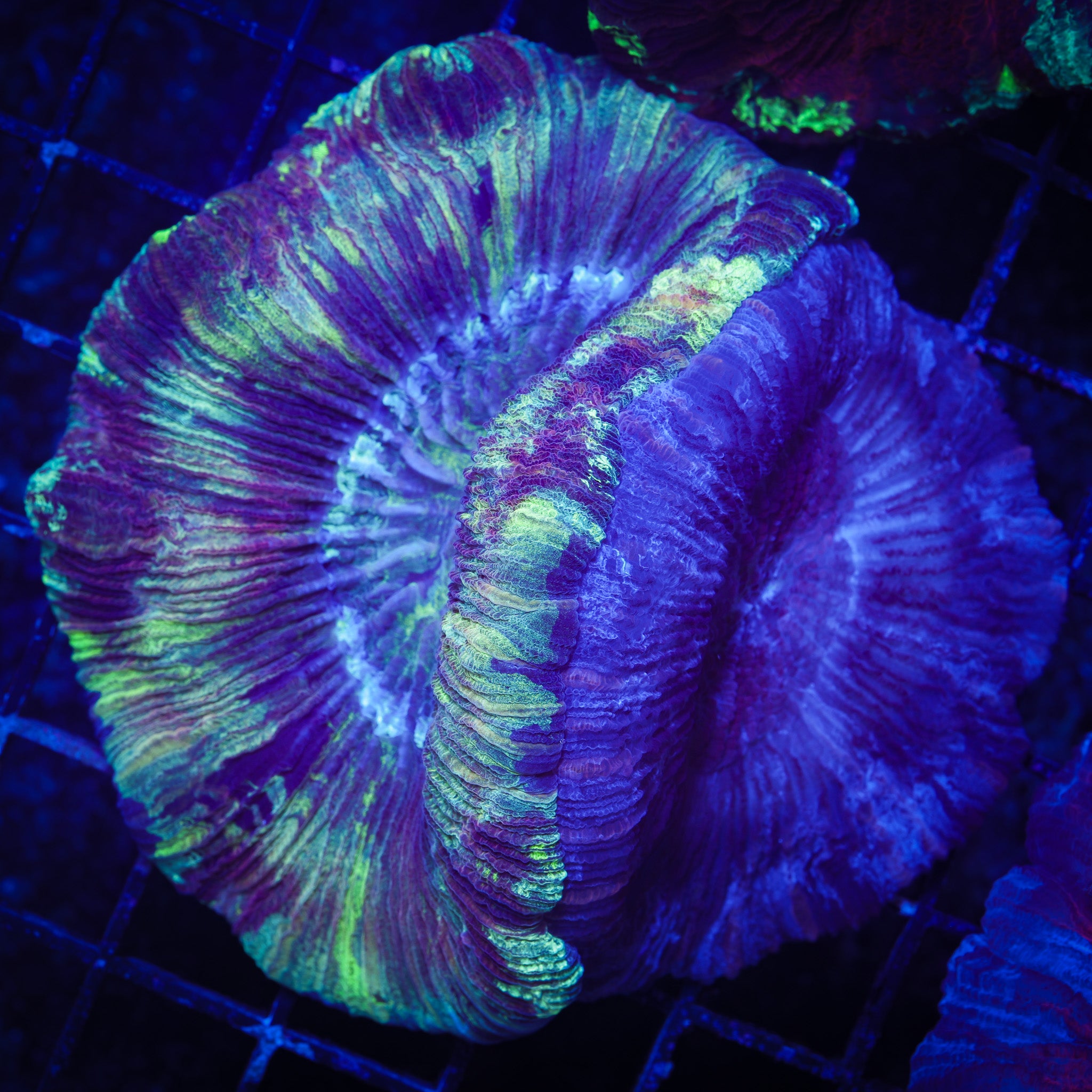 DOUBLE HEADED RAINBOW/PURPLE TRACHY