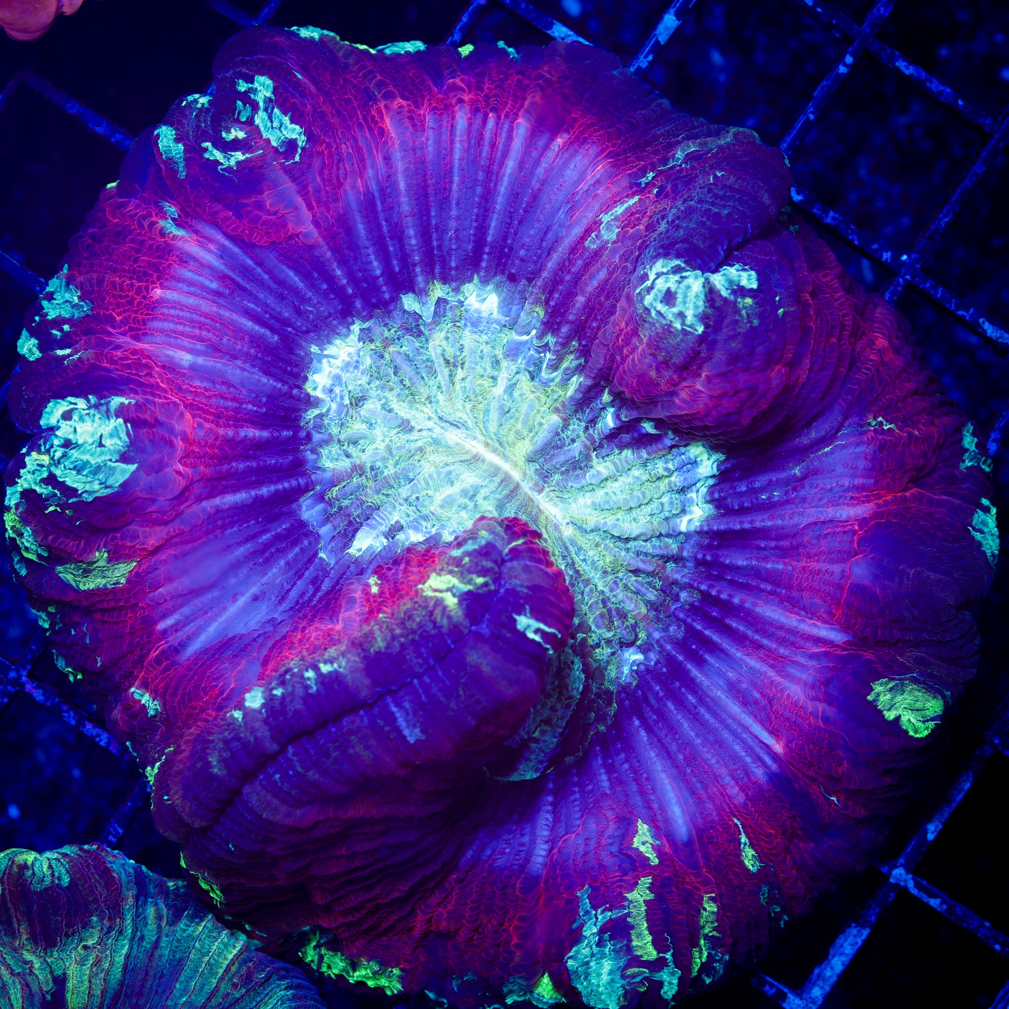 NUCLEAR BLAST TRACHY