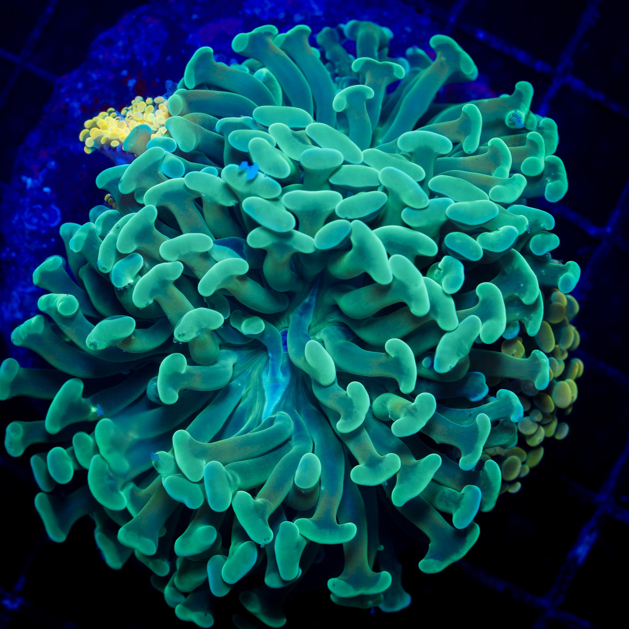 JADE BRANCHING HAMMER