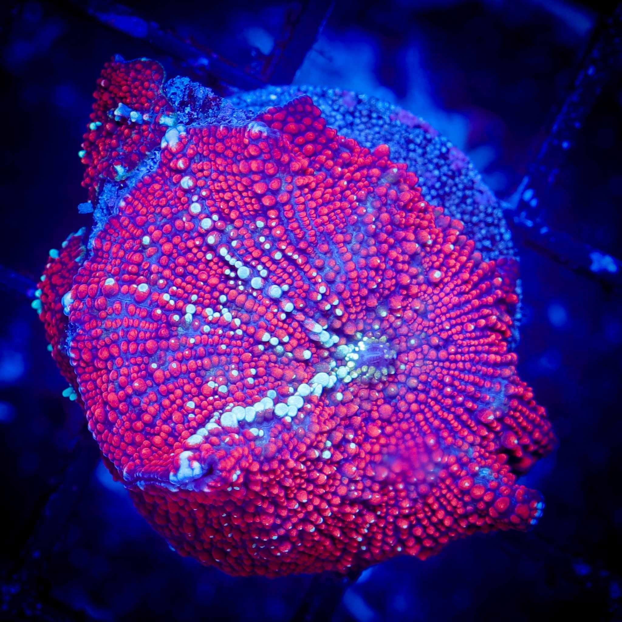 RED GALACTIC MUSHROOM