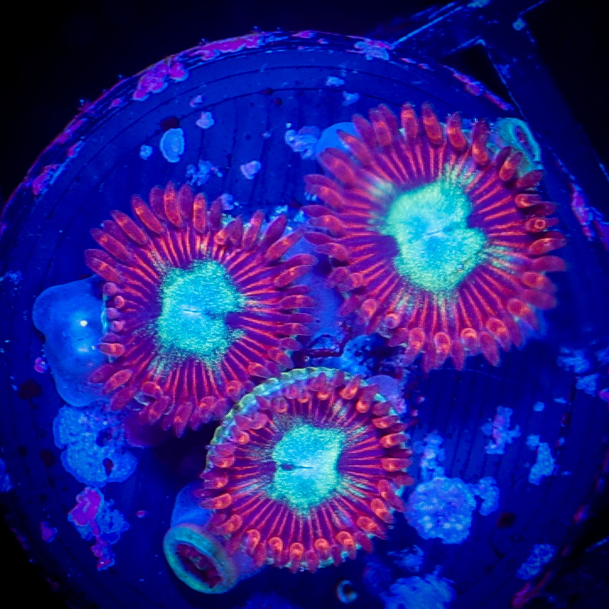 MAGICIAN ZOA