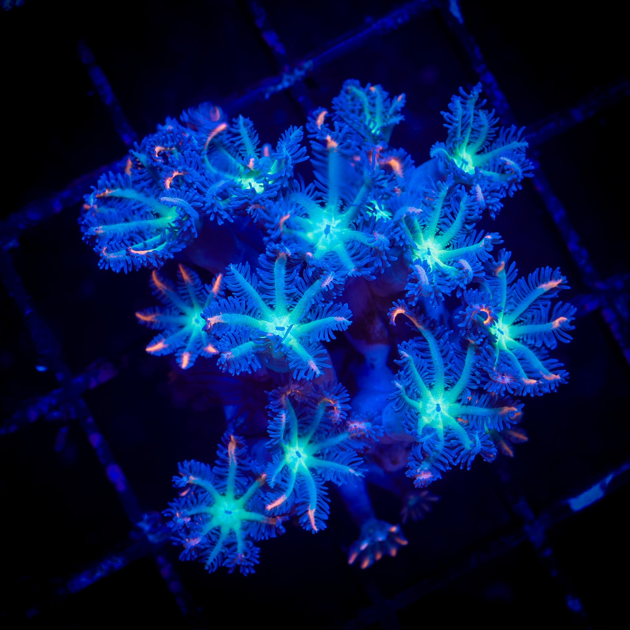 FIREWORKS CLOVE POLYPS