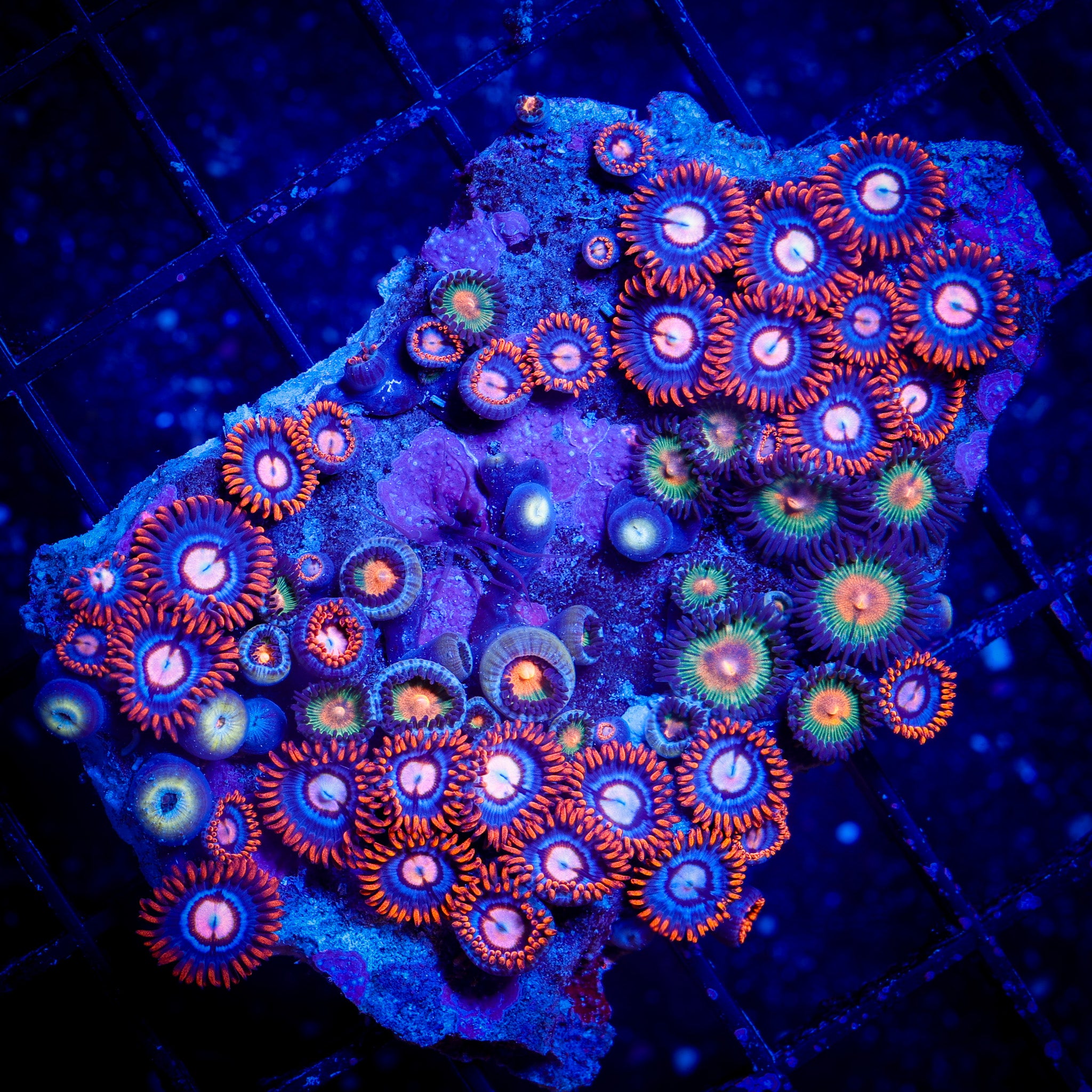 INDO MIXED ZOA COLONY