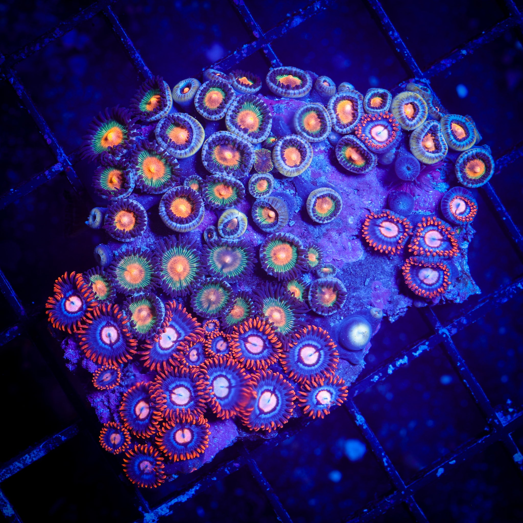 INDO MIXED ZOA COLONY