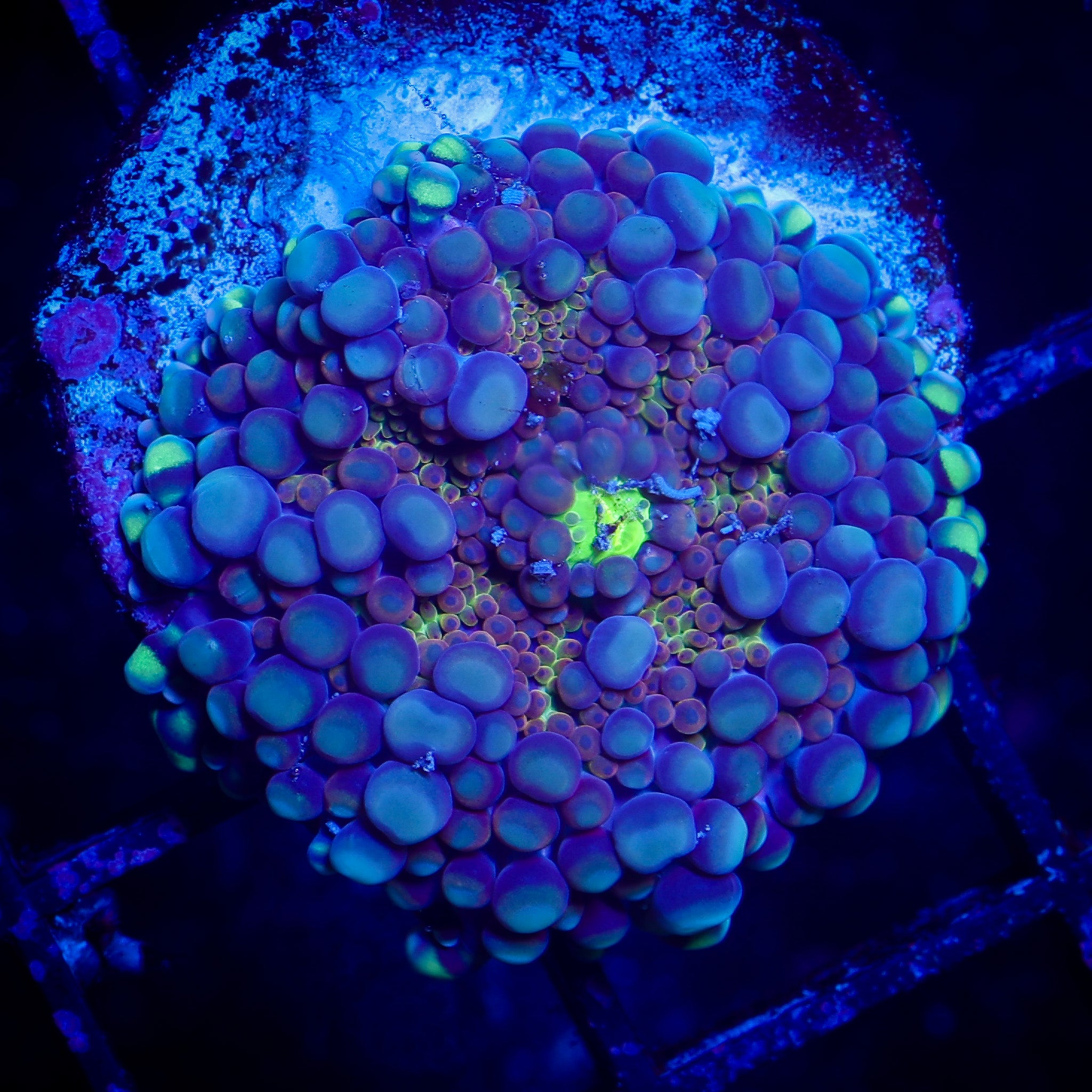 UNIQUE ECTO GLOW YUMA RICORDEA