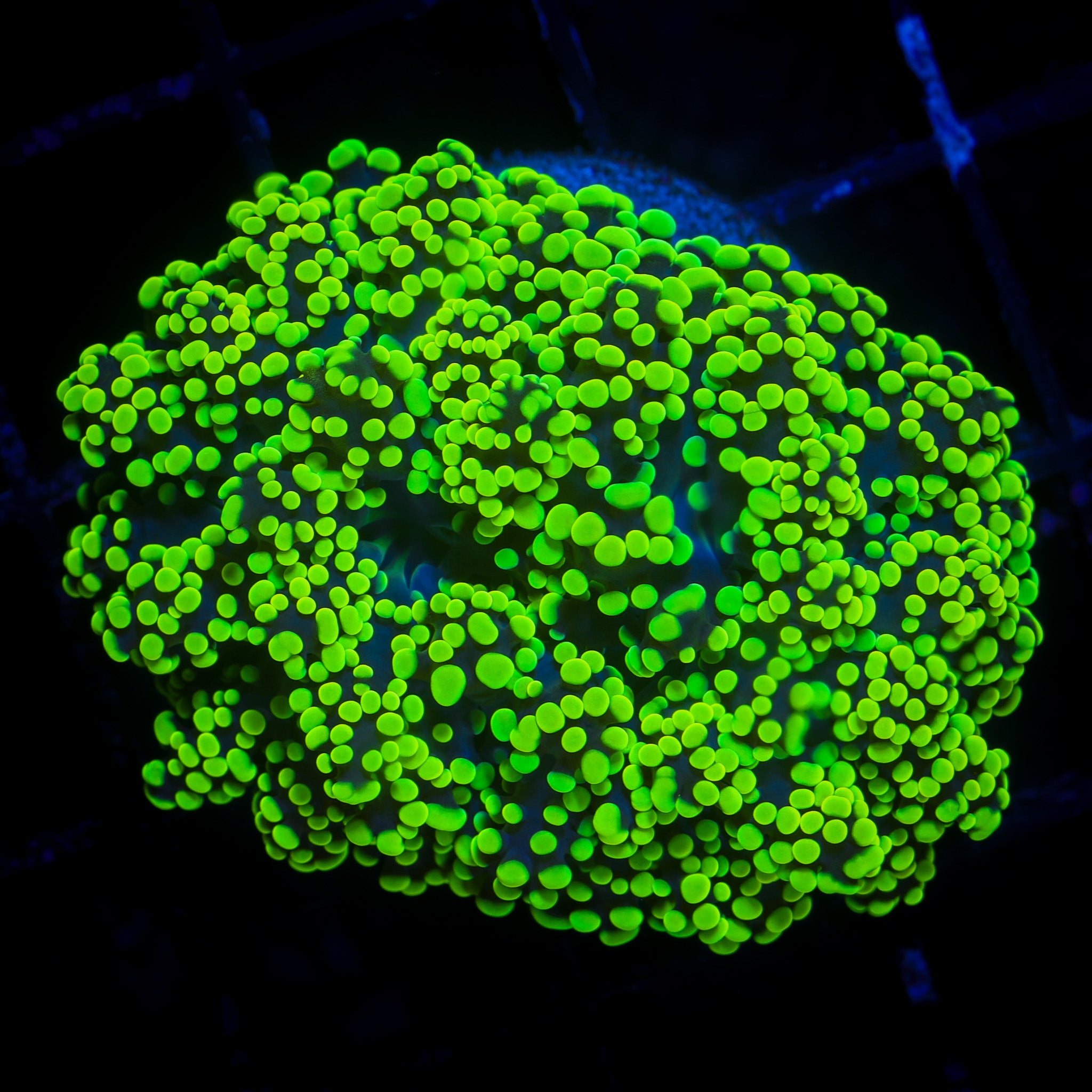 HIGHLIGHTER FROGSPAWN
