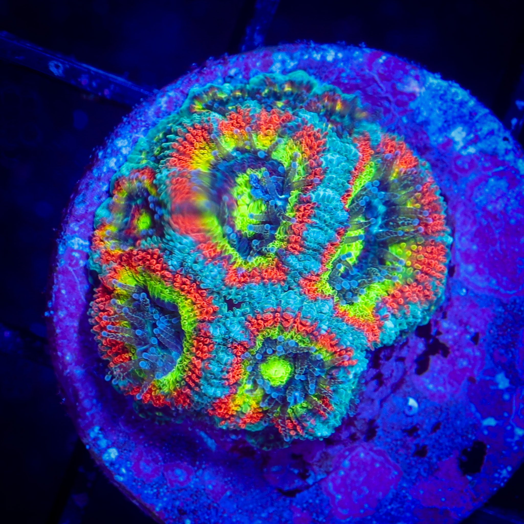 HOLY GRAIL MICROMUSA
