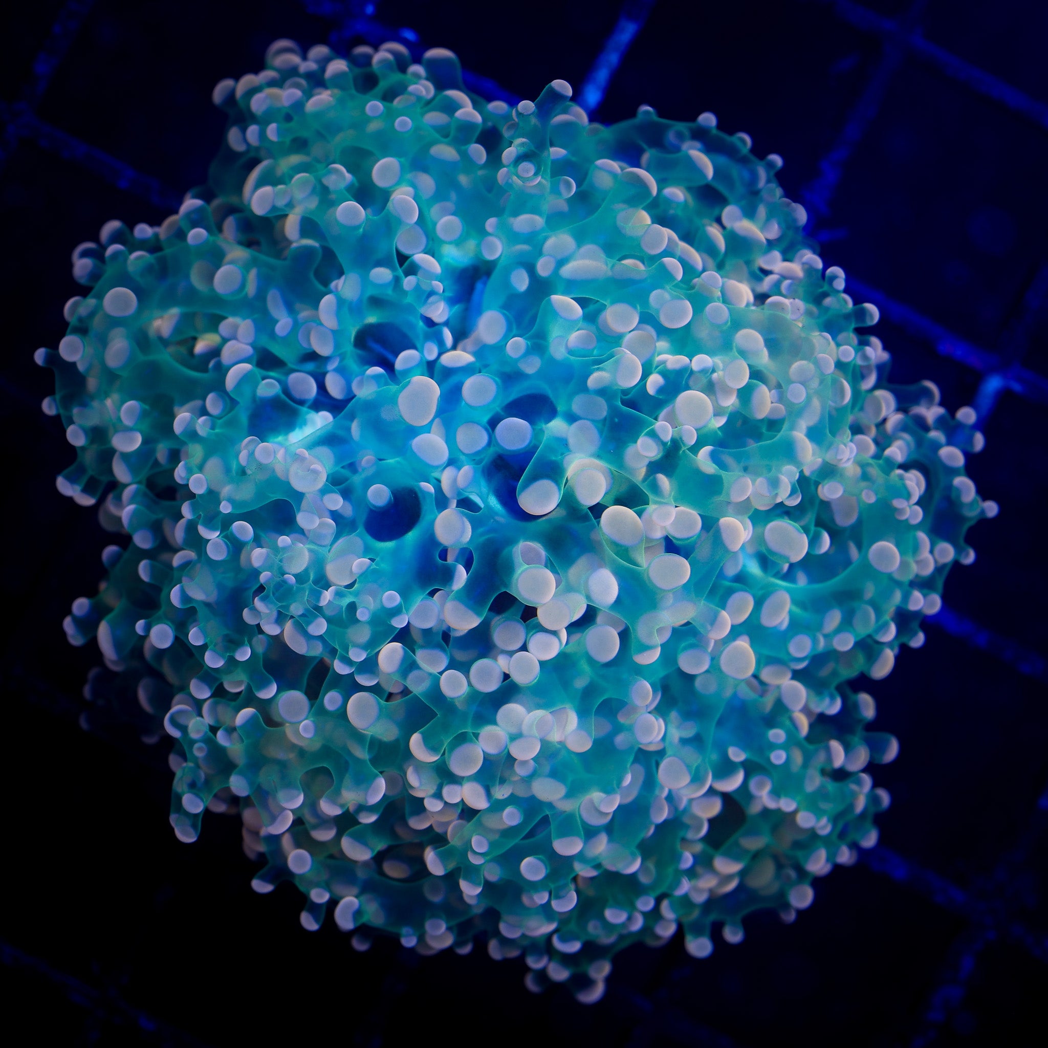 ULTRA PEACH FROGSPAWN
