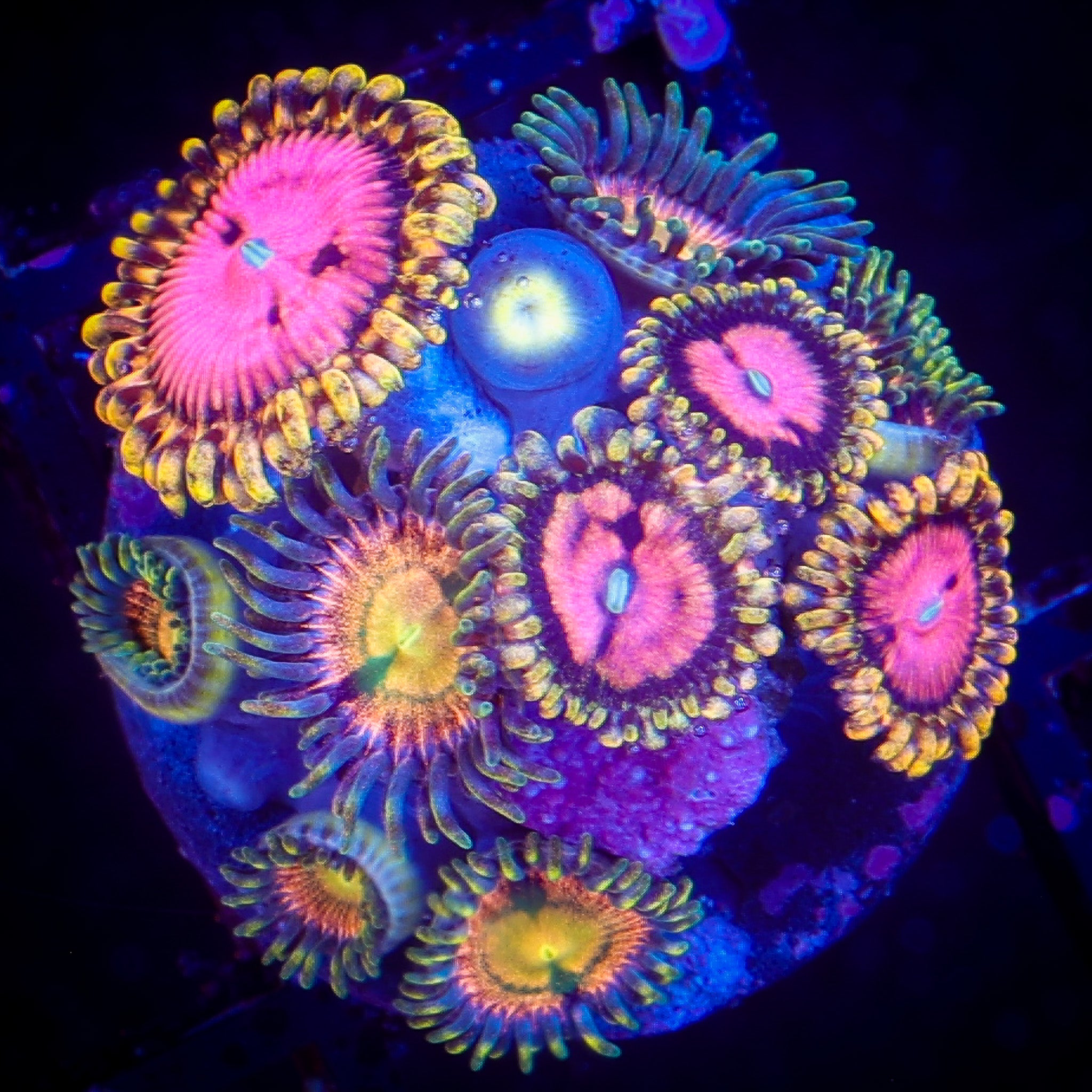 PINK DIAMOND/KRAKEN ZOA COMBO
