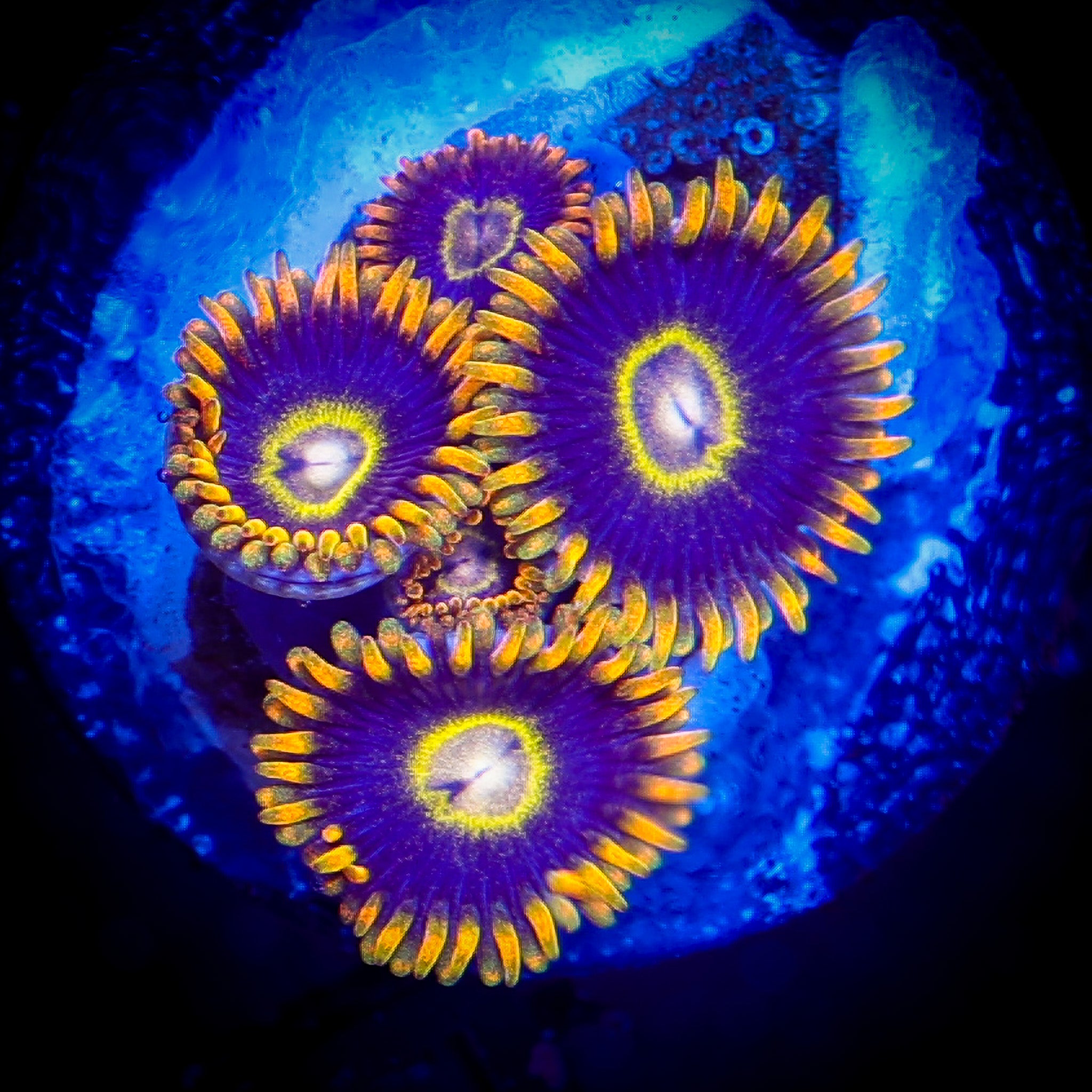 BLUE HORNET ZOA