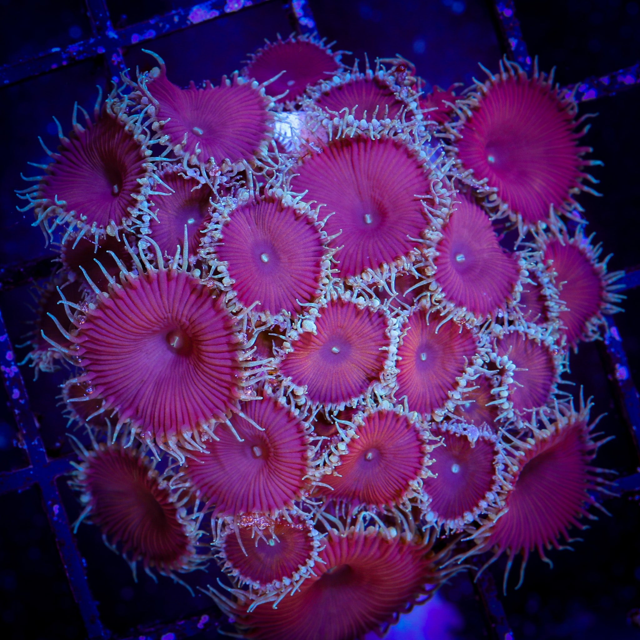 PURPLE DEATH PALY