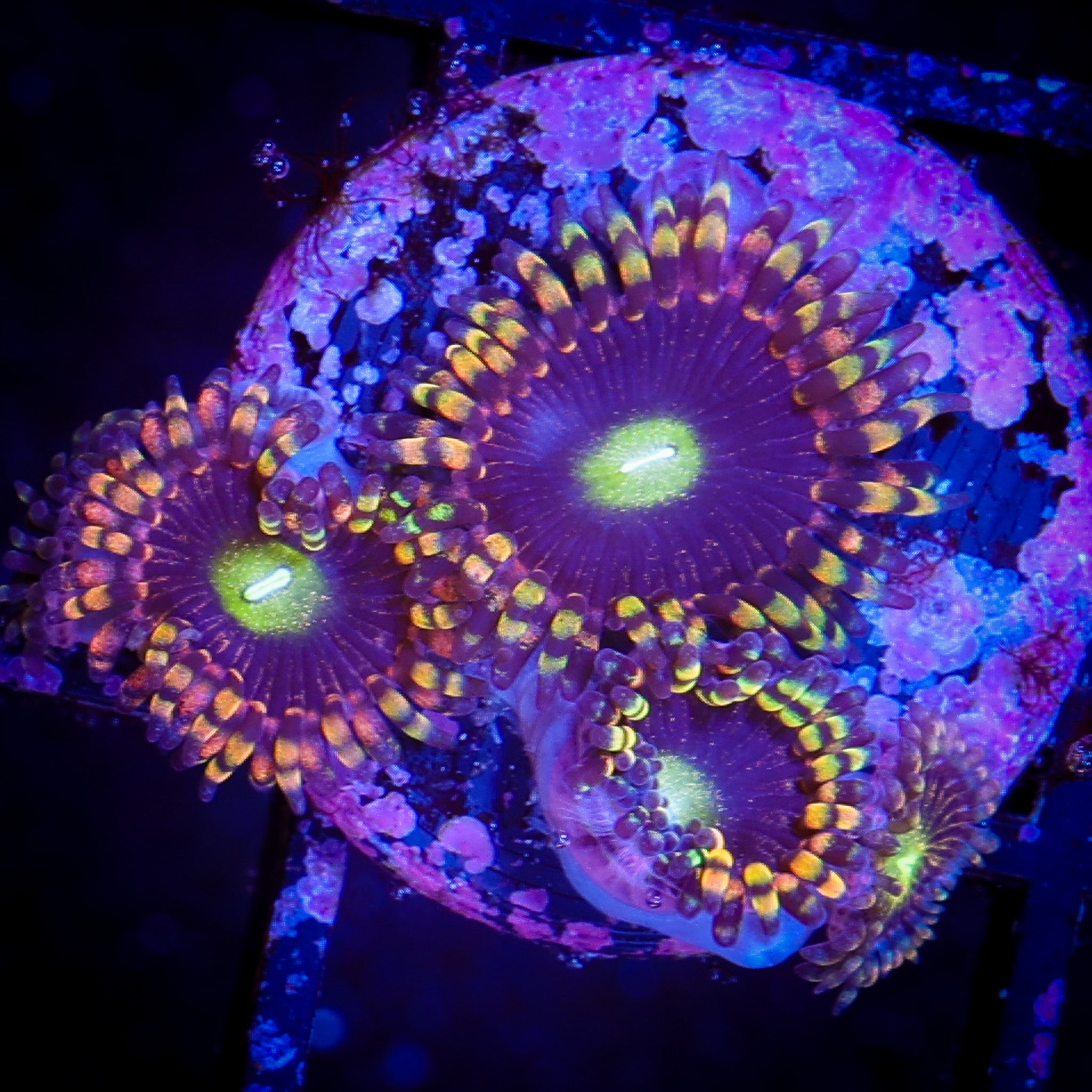 ANTI MATTER ZOA