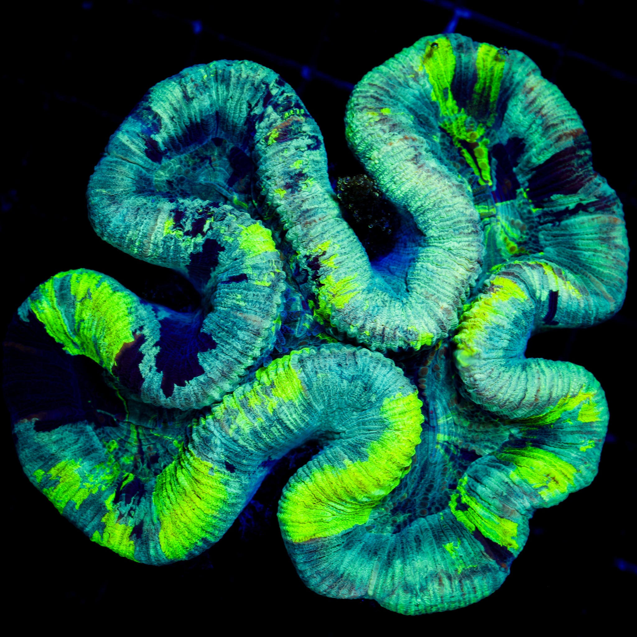 NEON SPLASH TRACHY