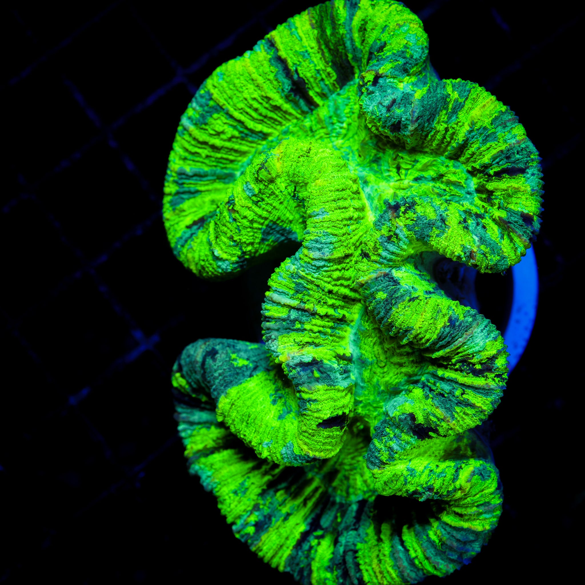 ULTRA TOXIC TRACHY